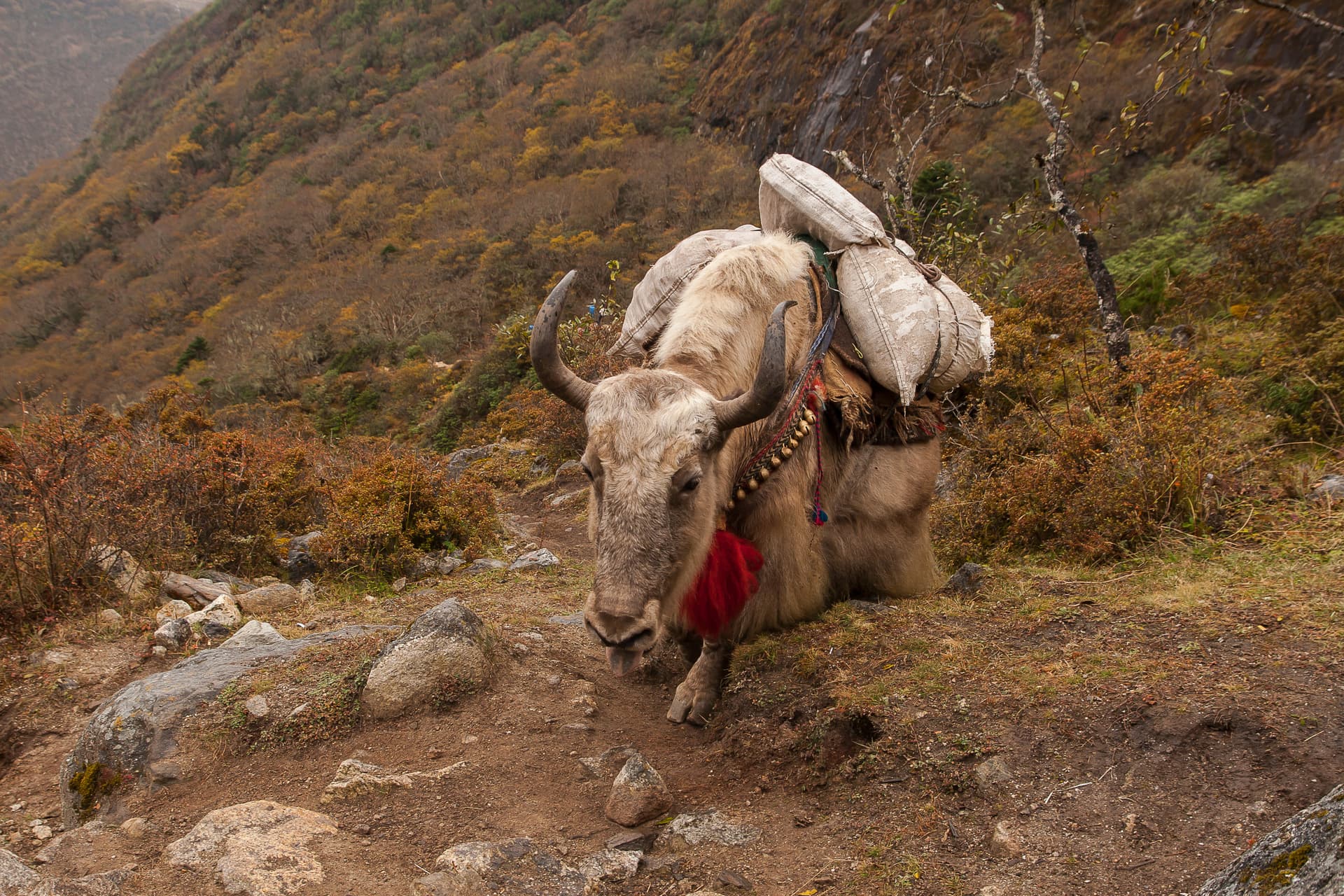 Yak resting on a dirt trail with cargo sacks, set against a steep, brush-covered hillside.
