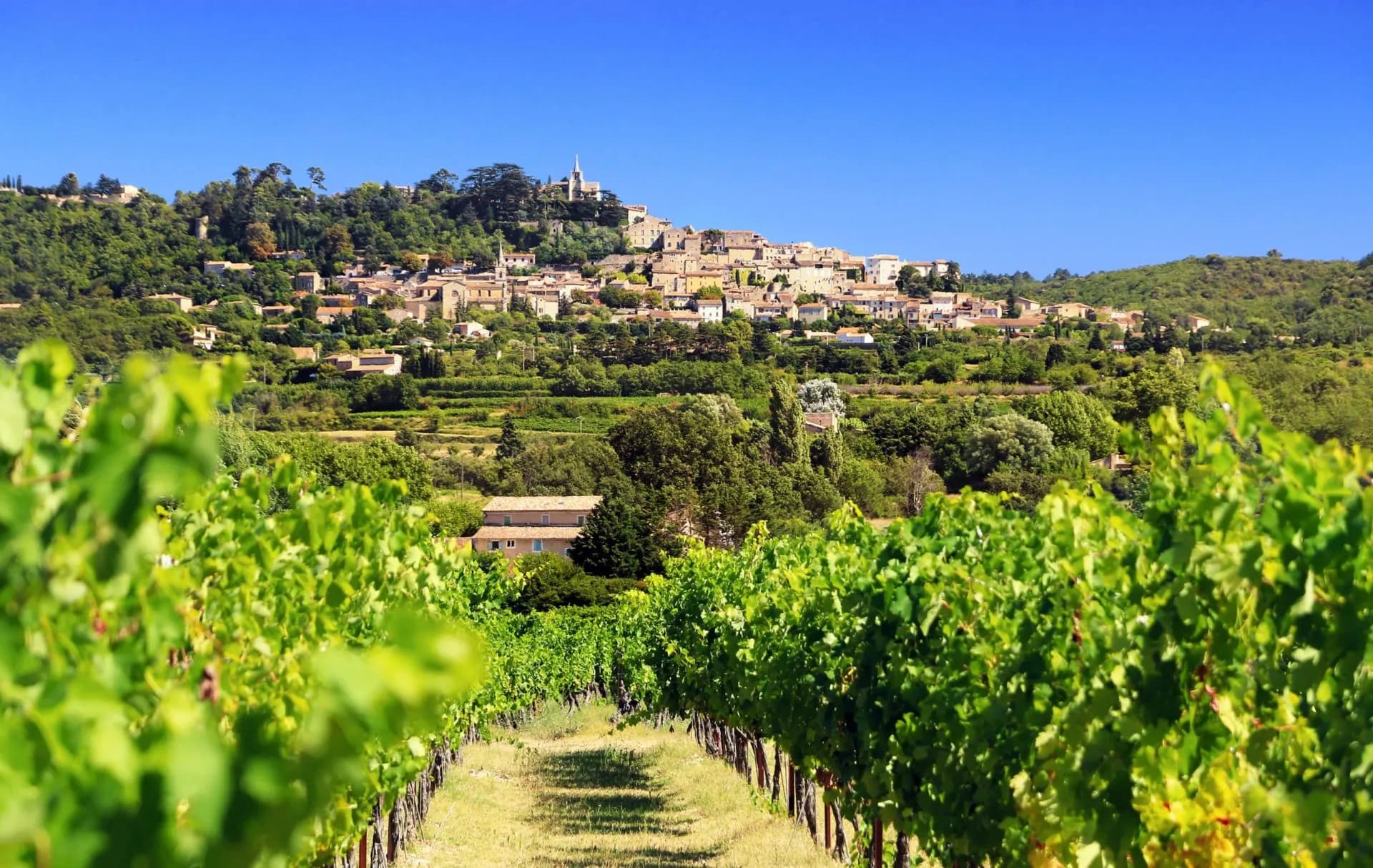 Vineyard rows leading toward Bonnieux village perched on a green, tree-covered hill under a clear blue sky.