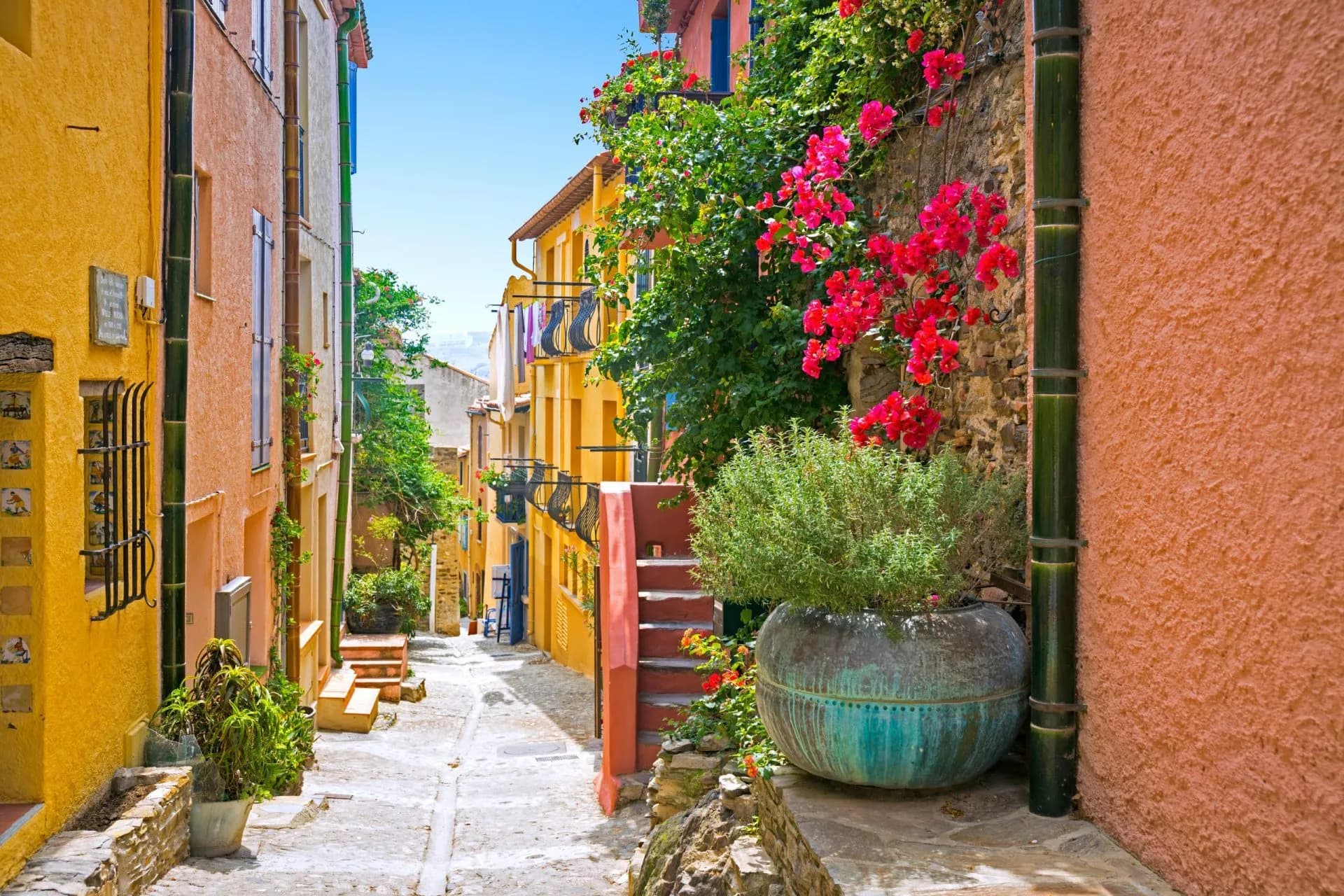 Narrow cobblestone street in Collioure with colorful buildings and bright pink bougainvillea.