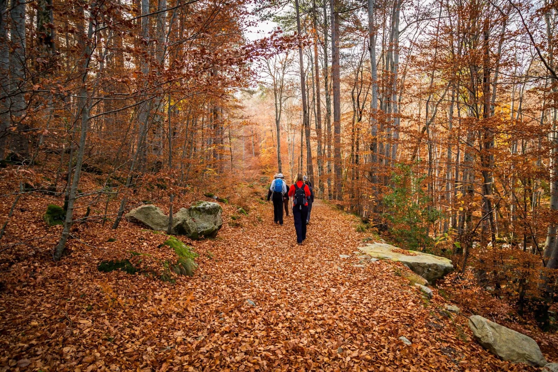 Hikers walking on path covered in autumn leaves through a dense forest in Corsica.