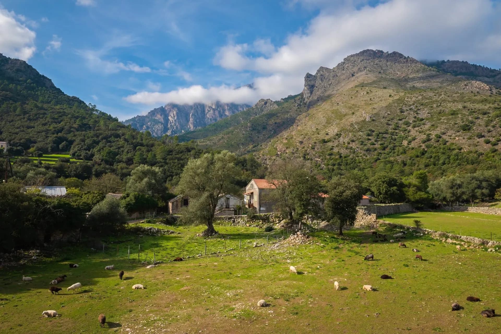 Sheep grazing in a green valley near stone houses, surrounded by wooded mountains under a blue sky.