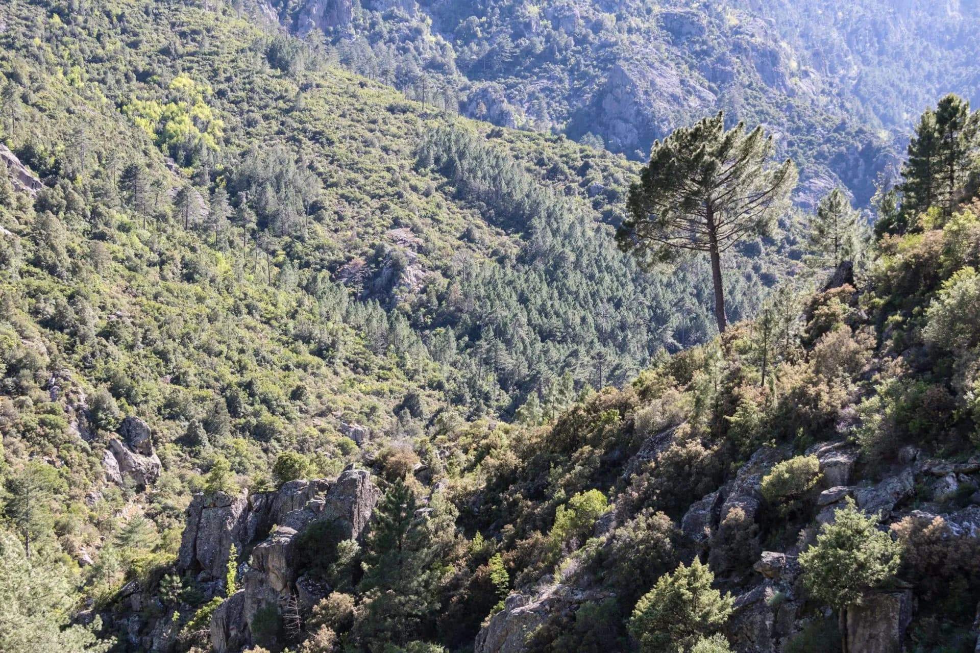 Steep, forested mountainside with scattered rocks and pine trees in the Valley of Tavignano.