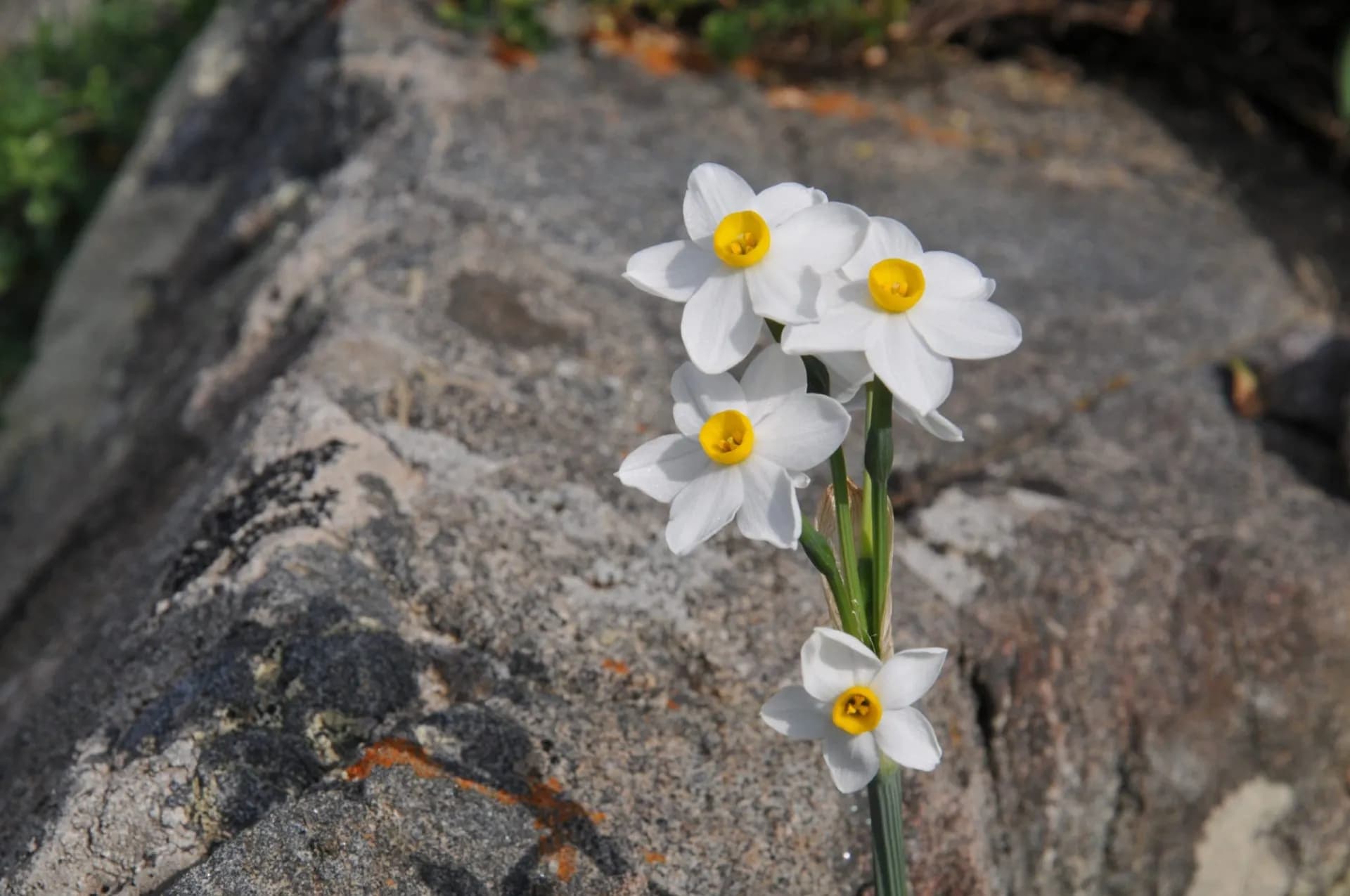 White narcissus flowers with yellow centers growing on a rough gray rock surface