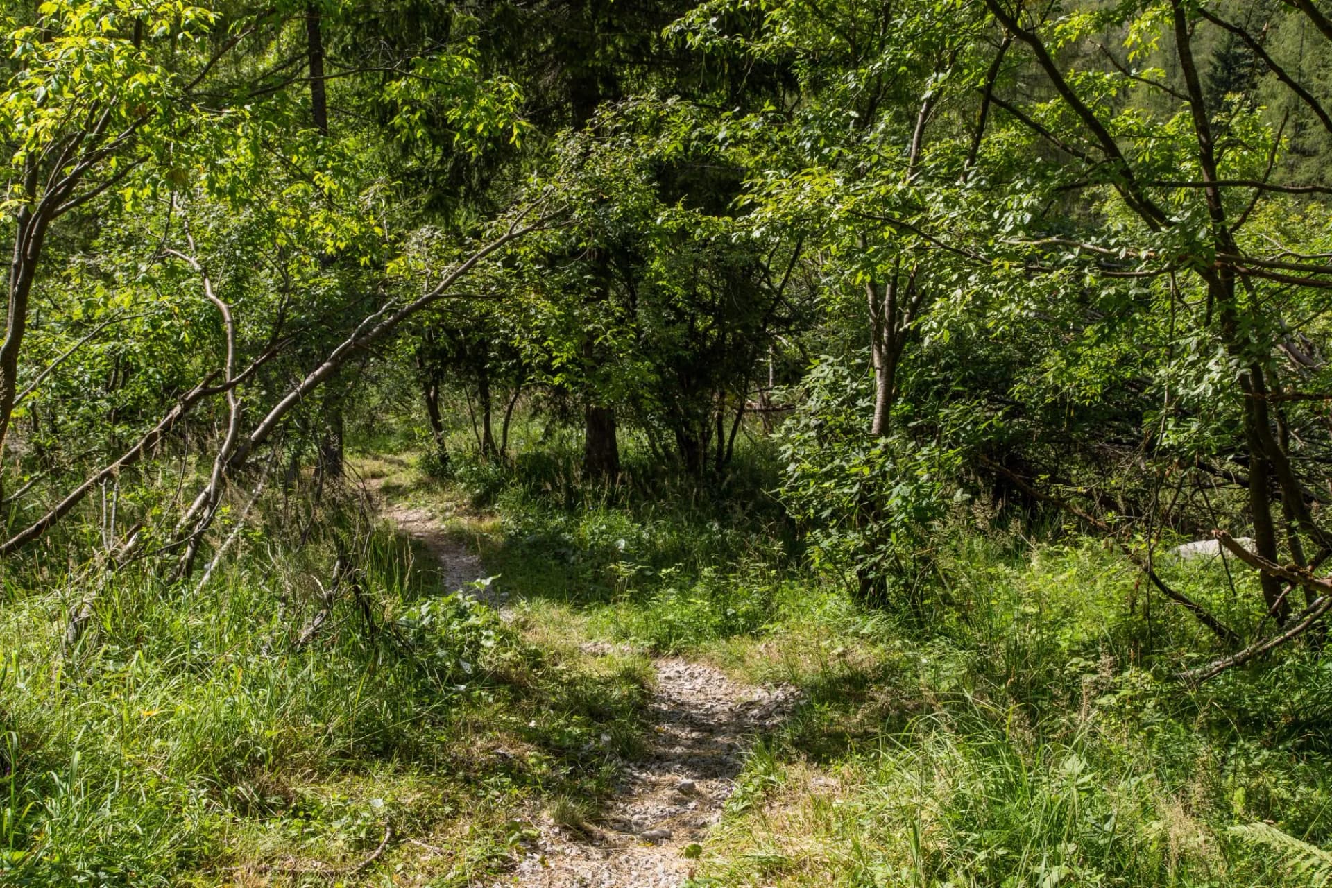 Gravel mountain path through dense green forest foliage above the Furio Bianchet refuge.