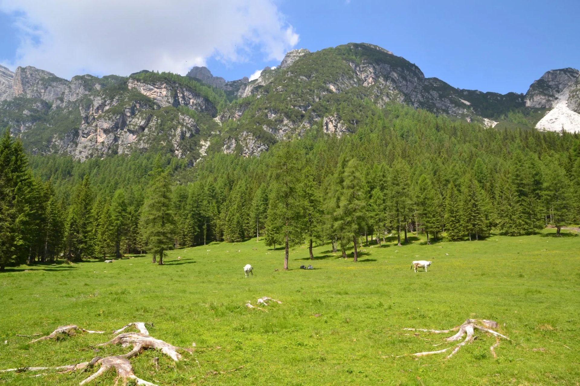 Cows grazing in green meadow below forested mountains in Parco delle Dolomiti Bellunesi