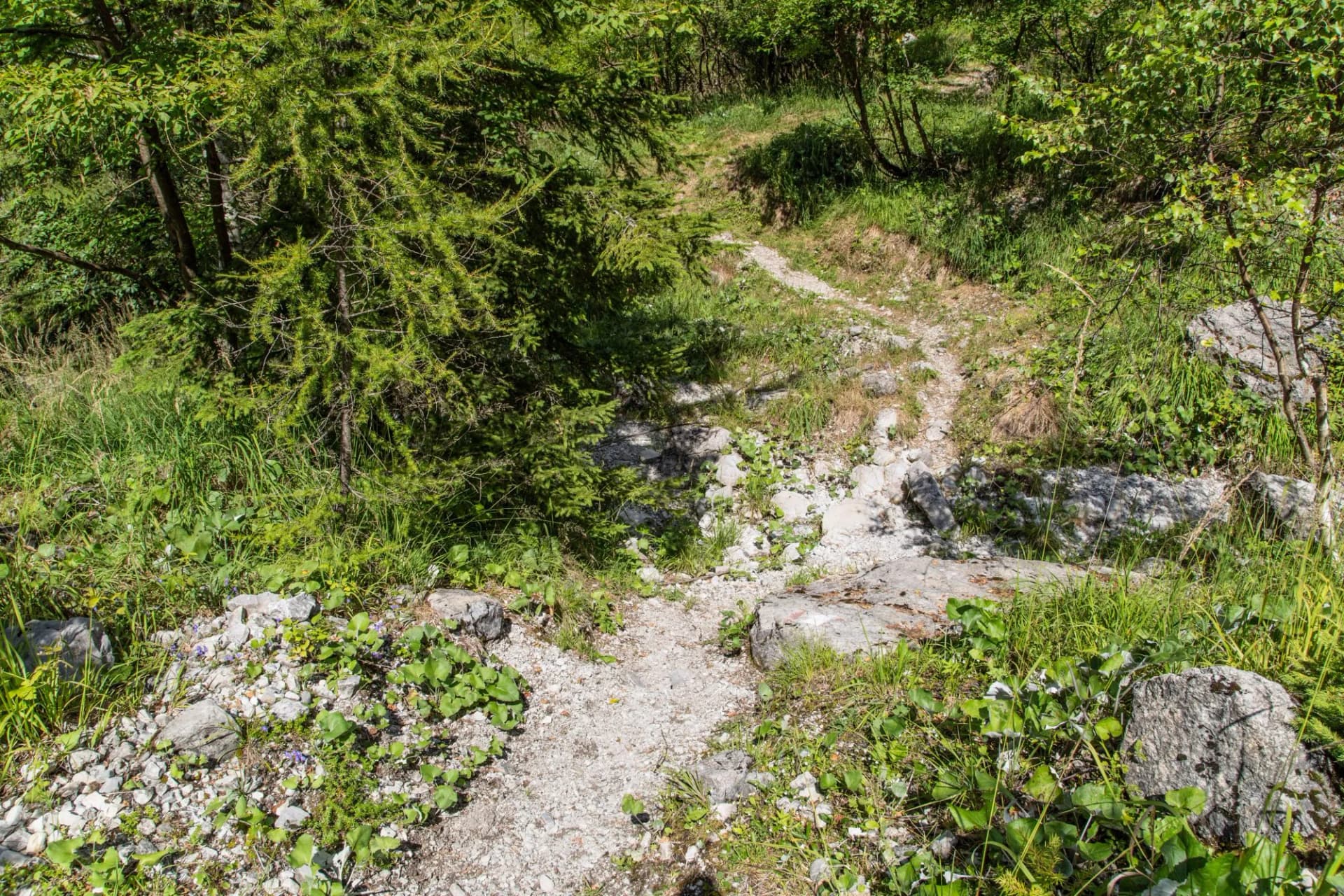Rocky mountain path winding through dense green forest above the Furio Bianchet refuge in the Vescova valley.