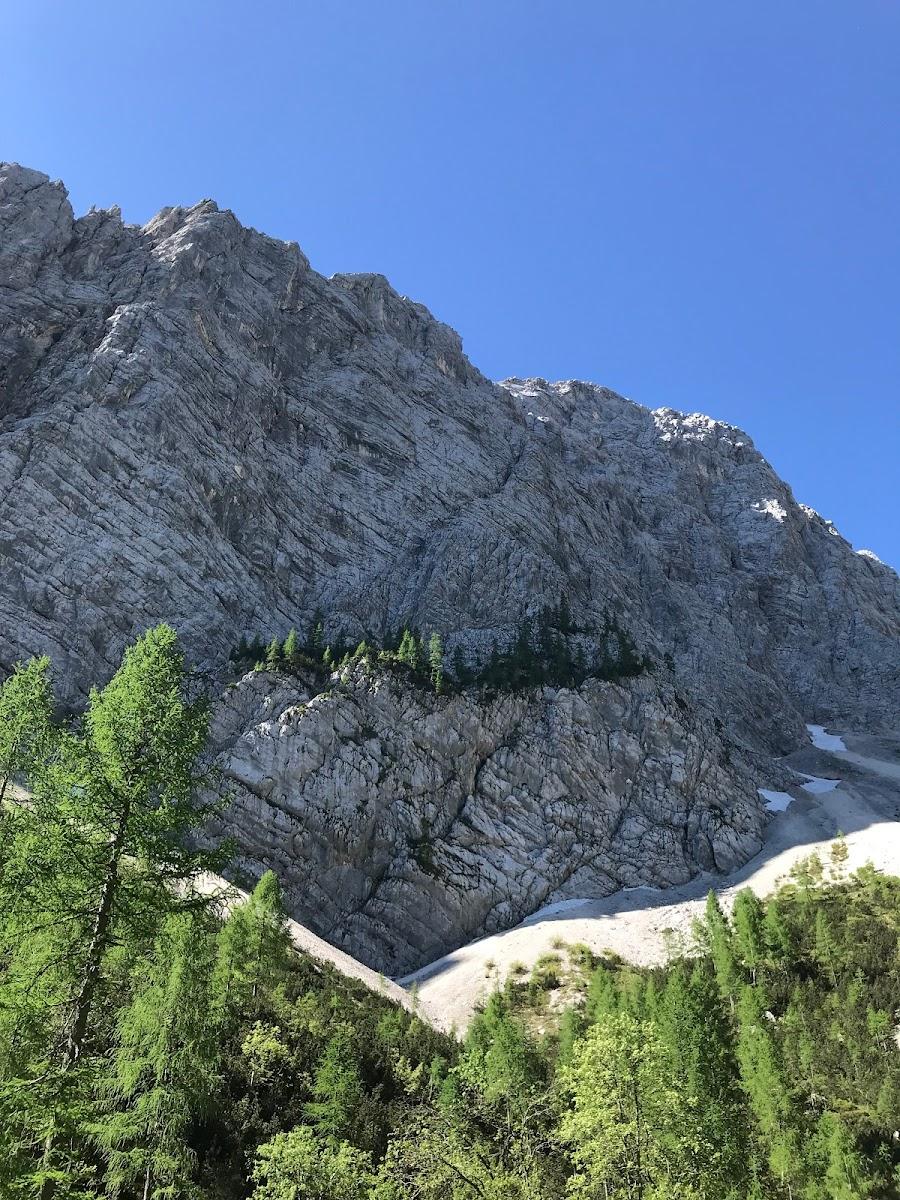 Massive gray rock mountain face under clear blue sky with green pine trees below