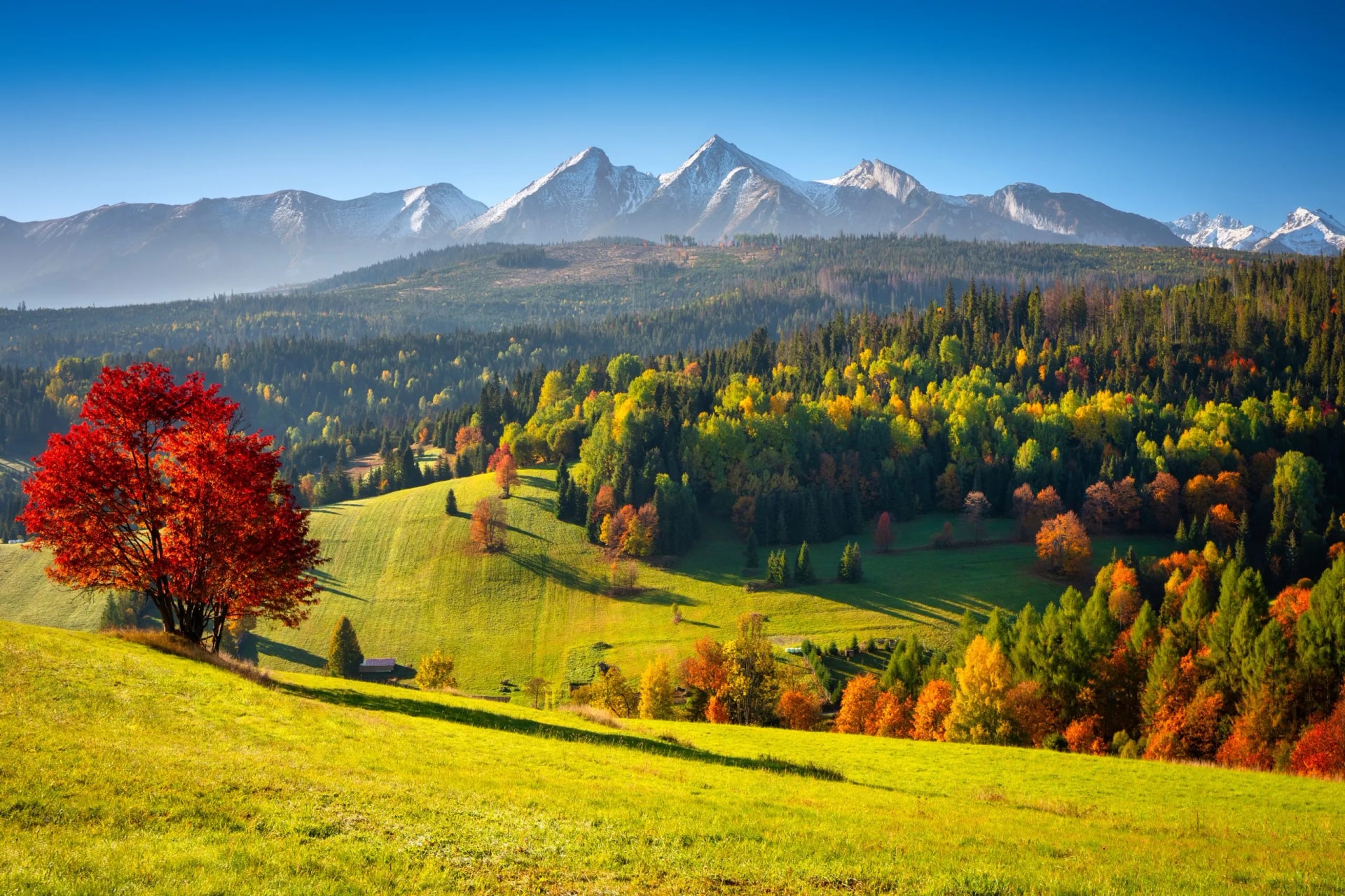 Rolling green hills with autumn foliage and snow-capped mountains under a clear blue sky