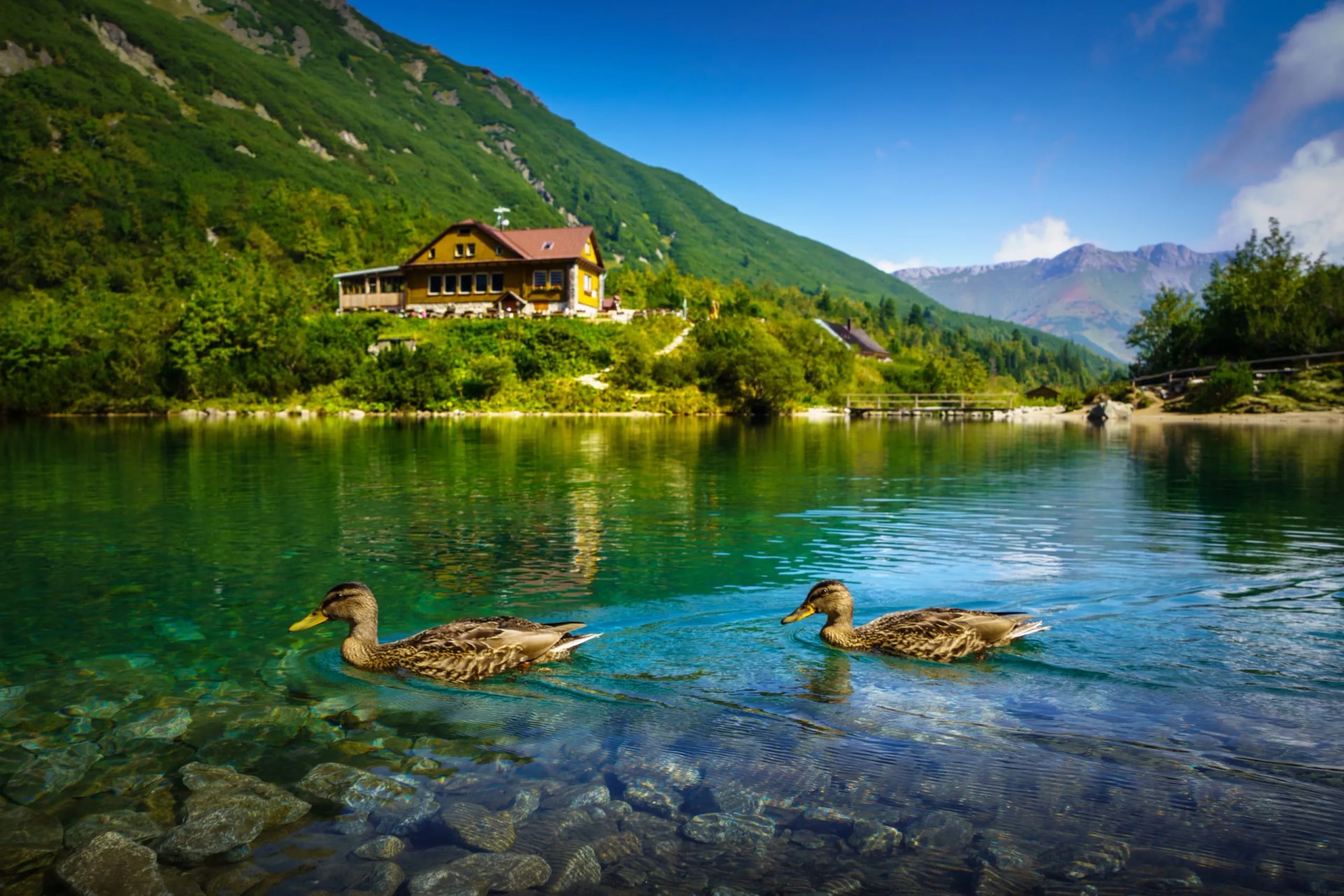 Two ducks swim in clear green water near a lodge nestled against a steep green mountain in the Tatras.