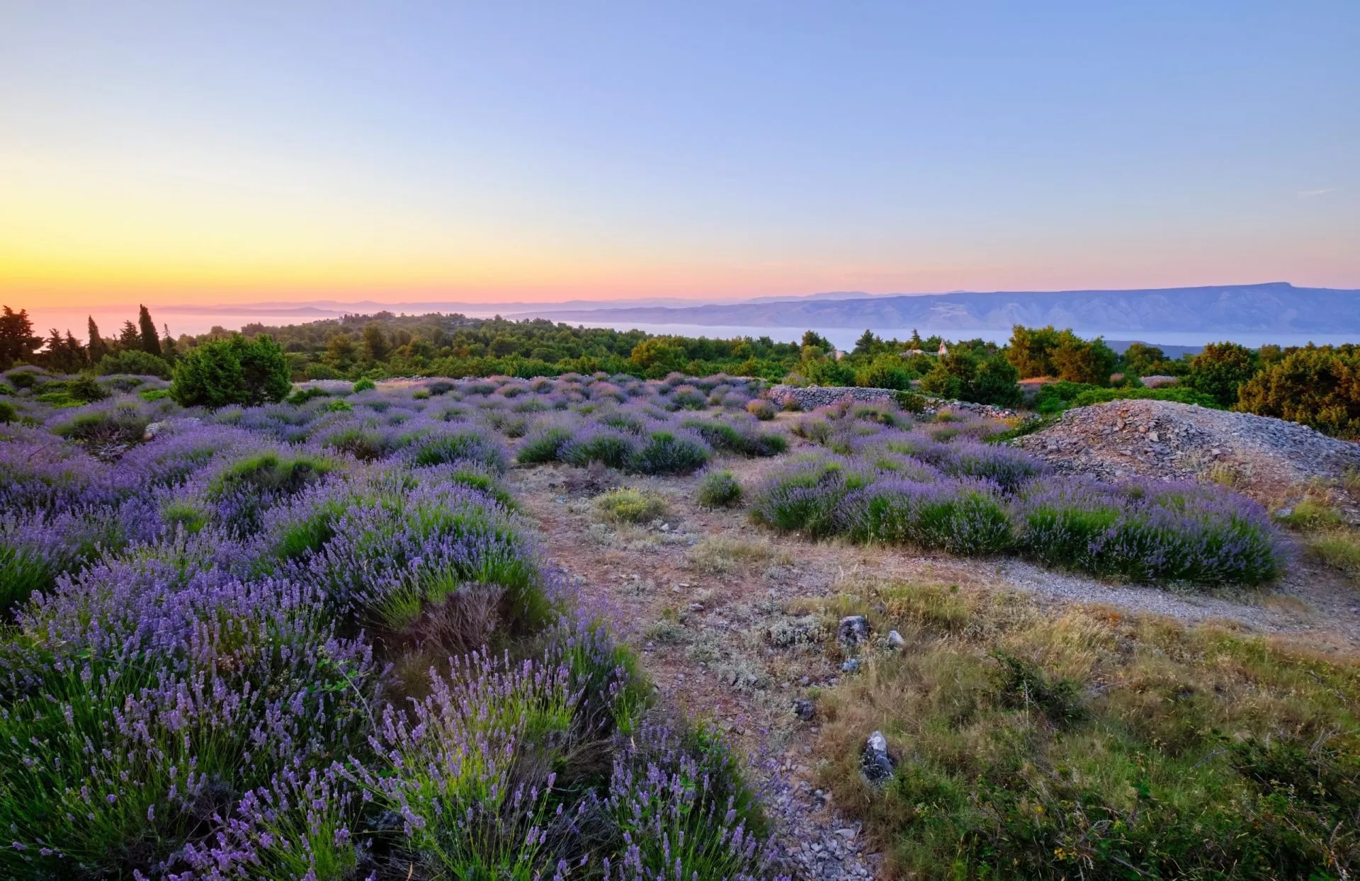 Lavender hvar