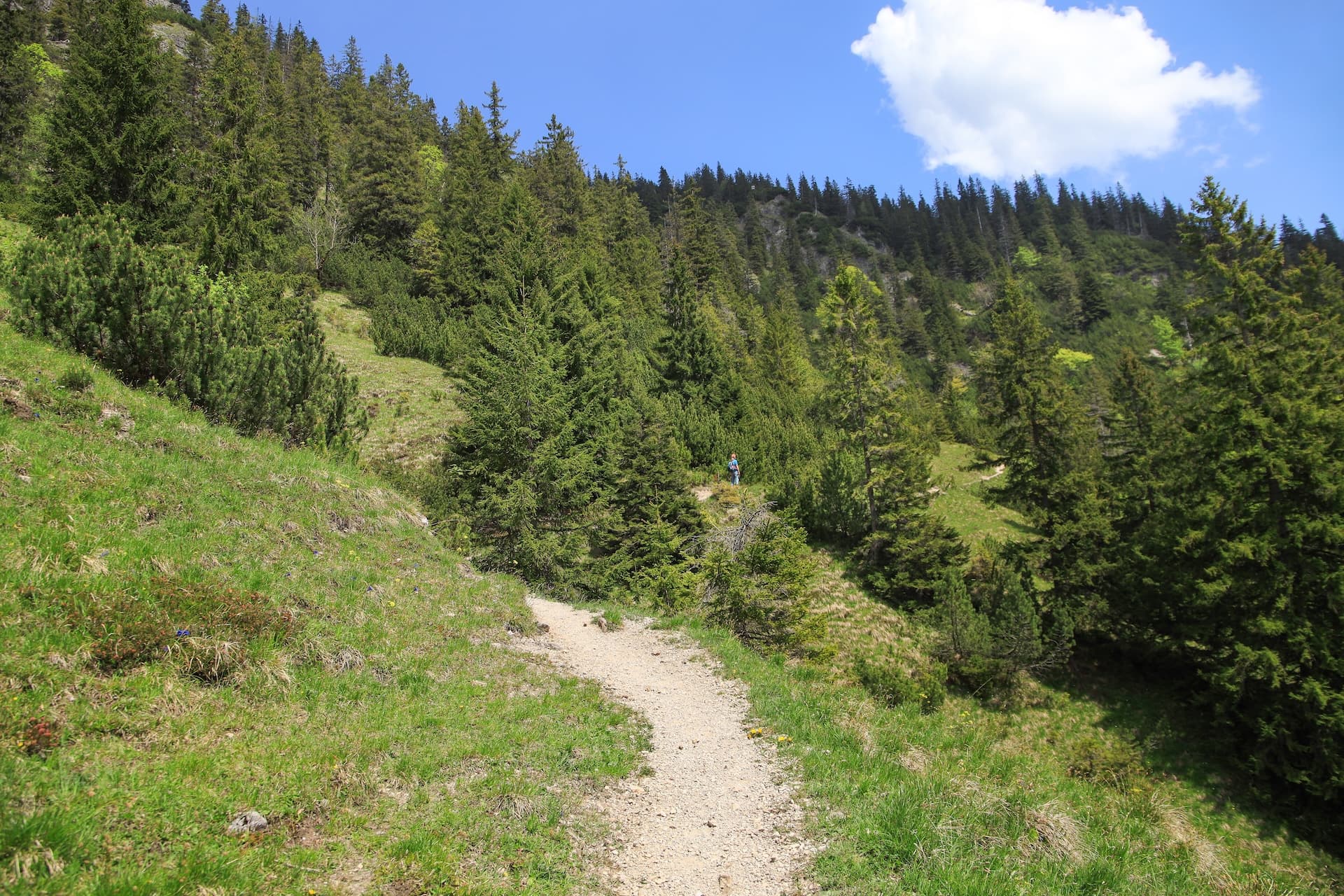 Hiking trail ascending grassy slope through dense evergreen forest under blue sky