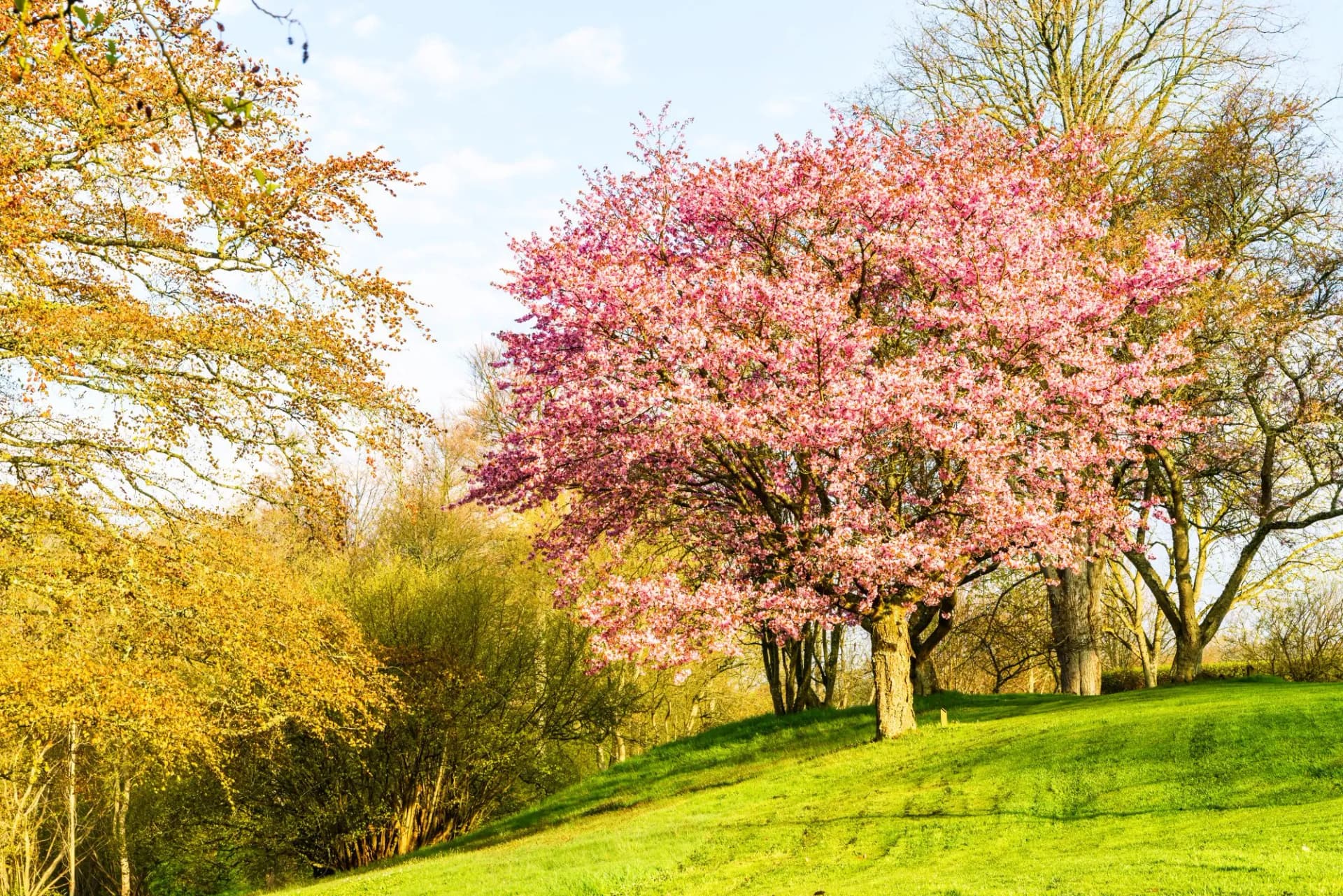 Krapperup, Sweden - Blooming Prunus sargentii or North Japanese hill cherry among other bare trees in a park on a sunny spring morning.