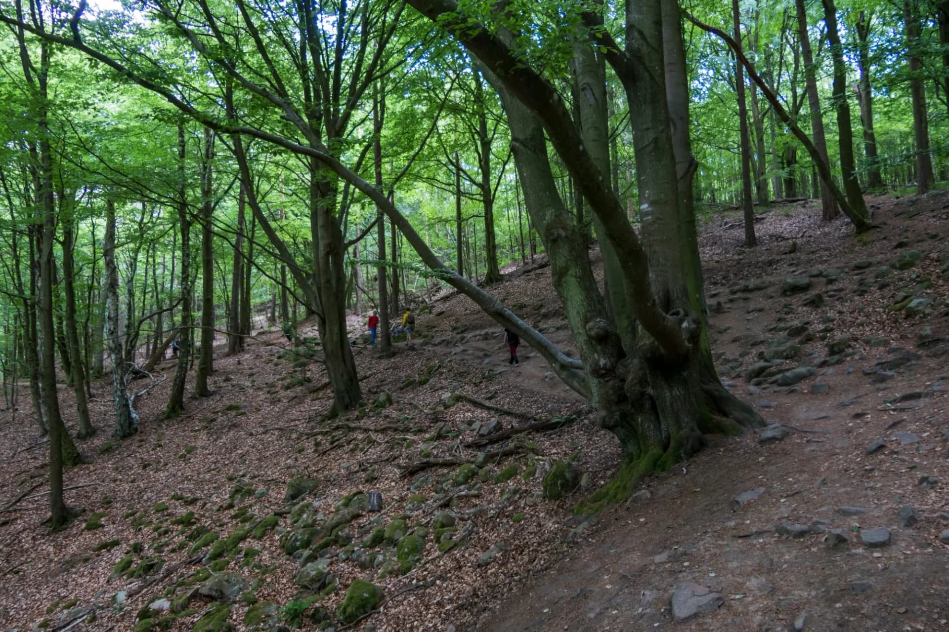 Hoganas, Sweden Hikers on the Kullaleden hiking trail in south west Sweden.