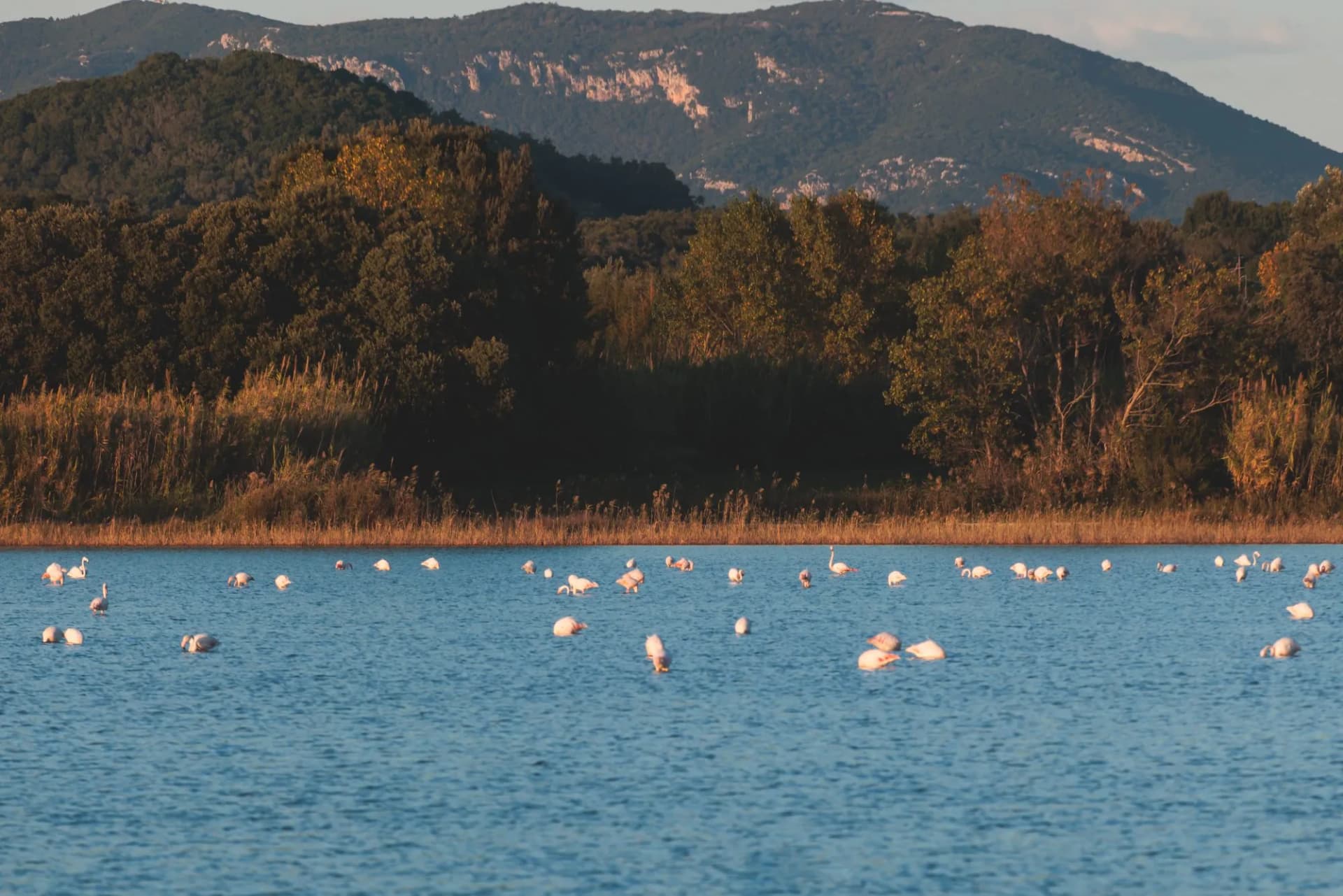 Beautiful vibrant view of Korission Lake Lagoon landscape, Corfu island, Greece with pink flamingos flock, Ionian sea beach and mountains in a summer sunny day