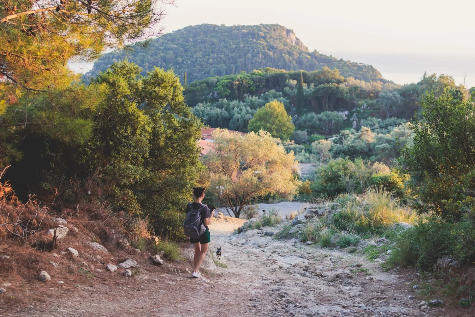View of hiking trail from Paleokastritsa to Lakones, Old Donkey path, Corfu, Kerkyra, Greece, Ionian sea islands, with olive grove forest and mountains, in a summer sunny day, trekking on Corfu