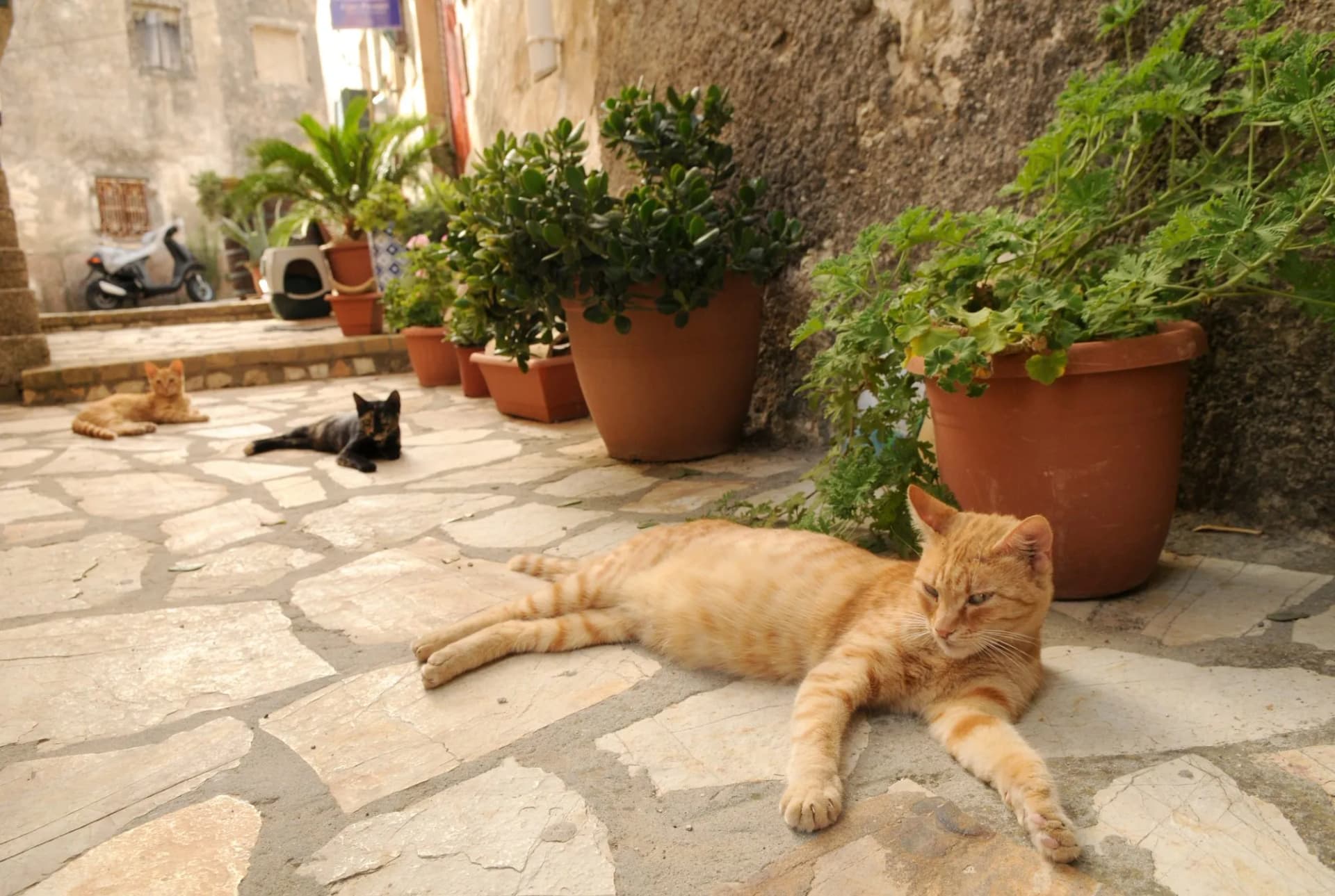 Three cats living in the streets of greek city Corfu