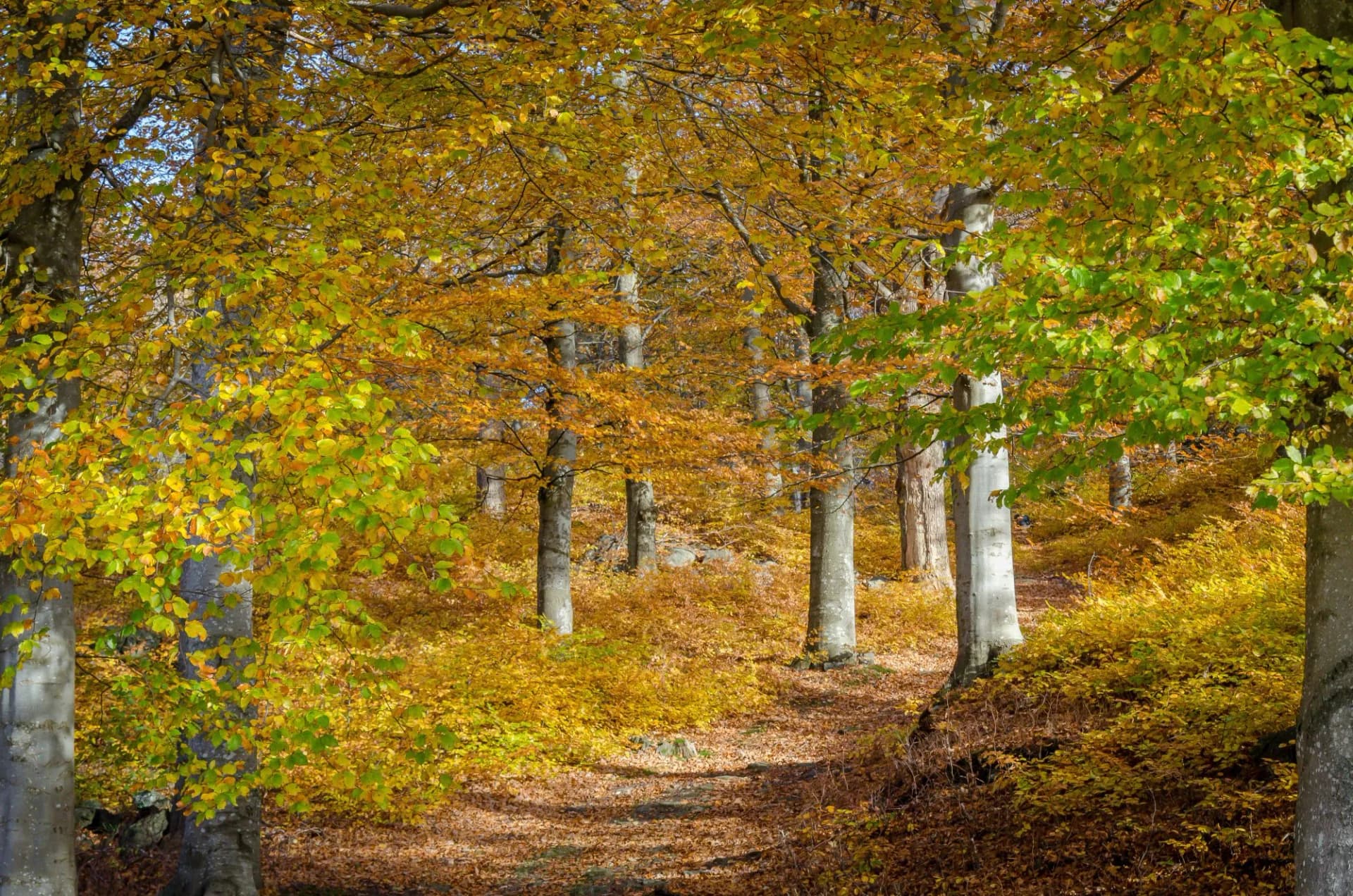 Path through autumn landscape, colorful foliage in Jonsered in Sweden. Trees with branches of green, orange, yellow leaves. Sunshine and a beautiful day in October.