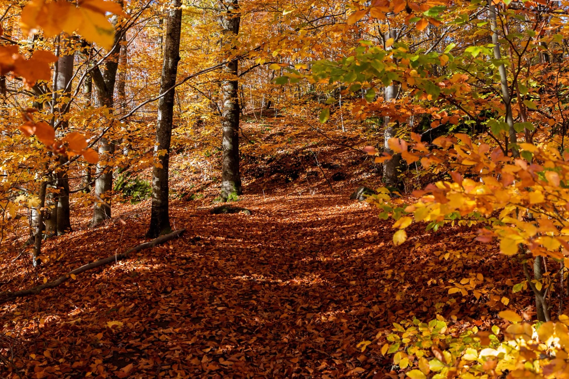 Autumn in city park