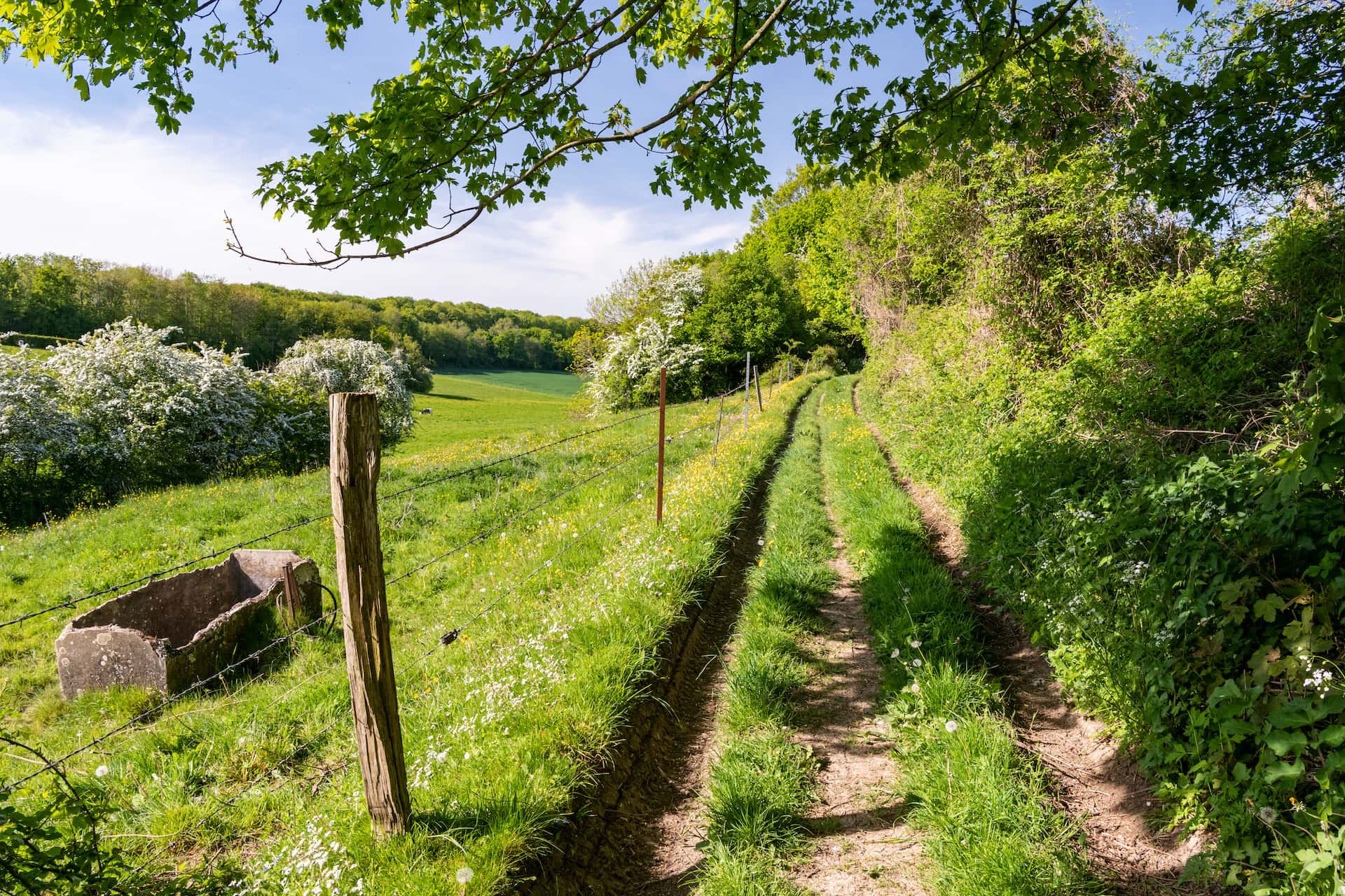 Grassy track with tire ruts winding through a sunny field with blooming white hawthorn bushes.
