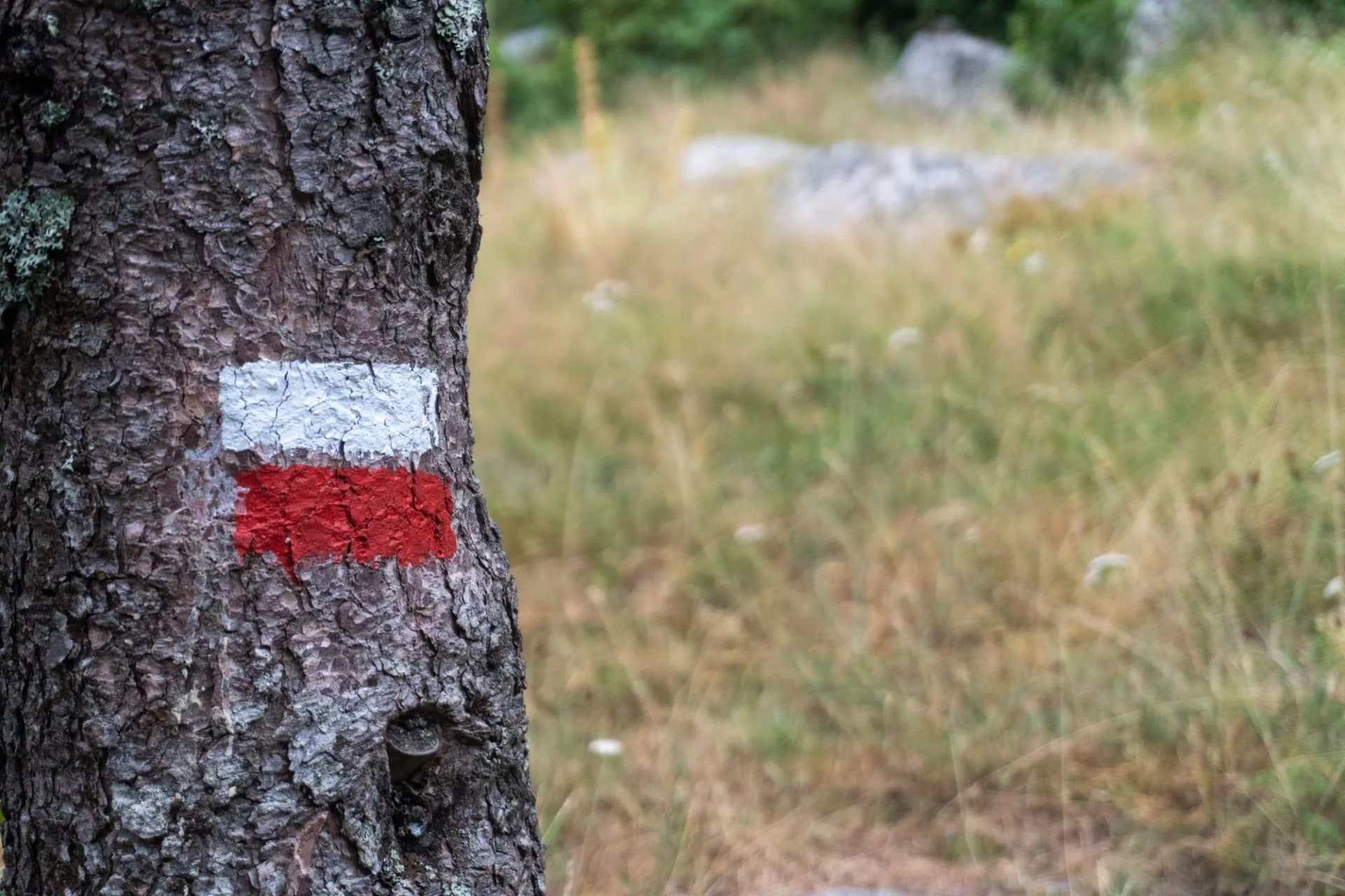 Pine tree trunk marked with red and white GR11 route blaze in Pyrenees landscape.