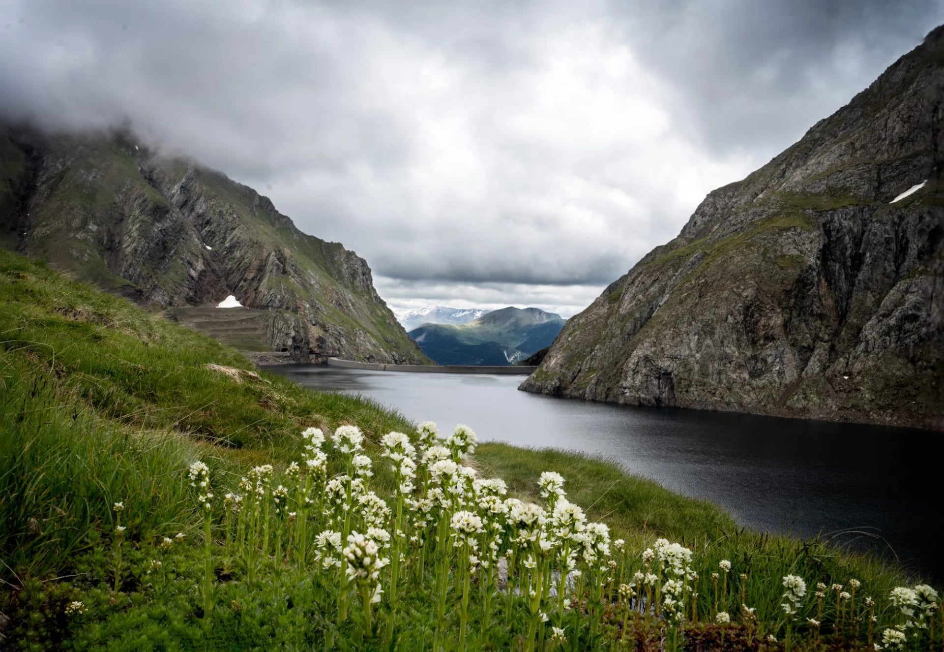 Dark mountain lake behind a dam wall with white flowers in the foreground