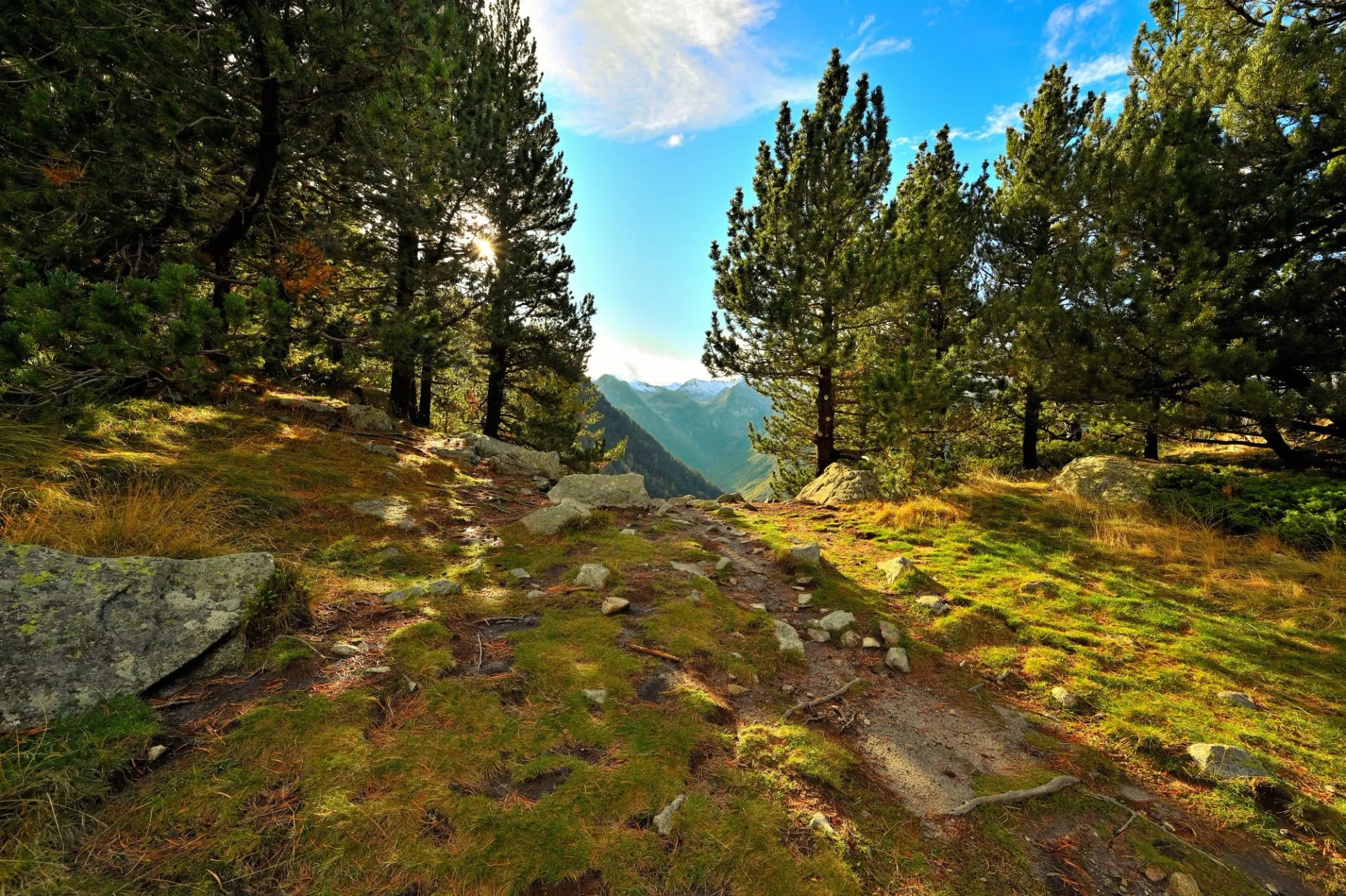bosque de conangles