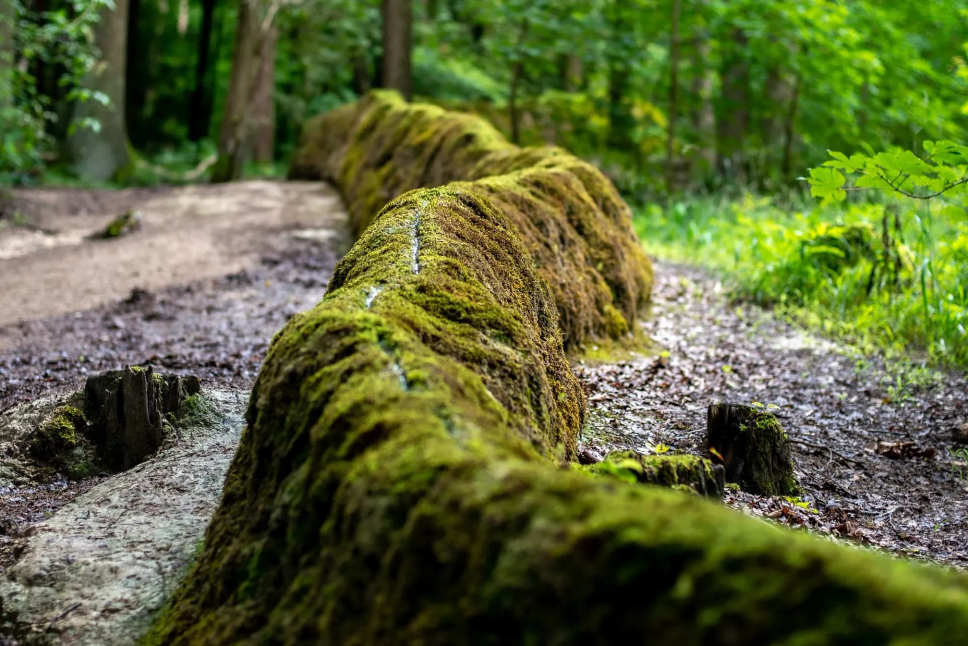 Steinerne Rinne bei Erasbach im Altmühltal