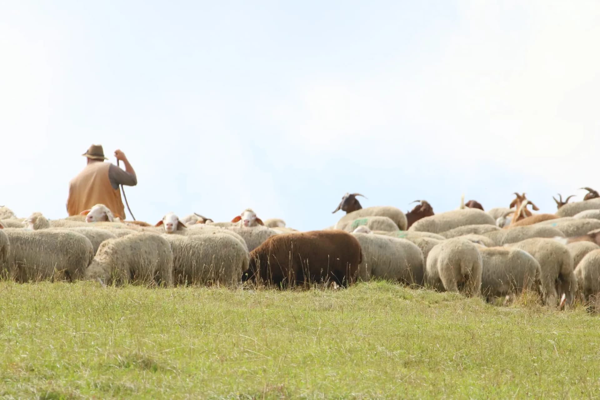 Schafherde im Altmühltal