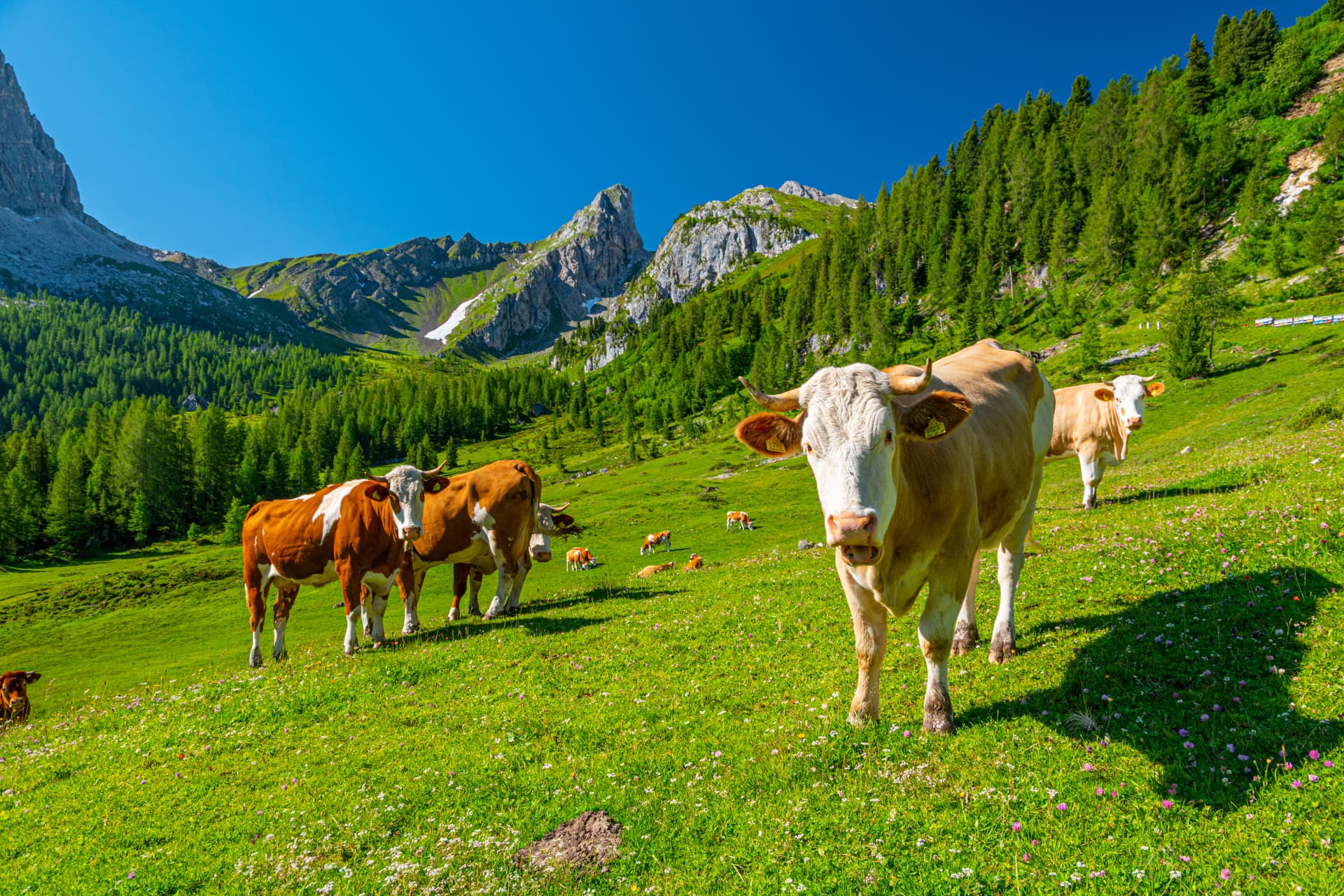 Cow herd in Dolomites mountains in summer on sunny day, Passo Giau, Italy, Europe
