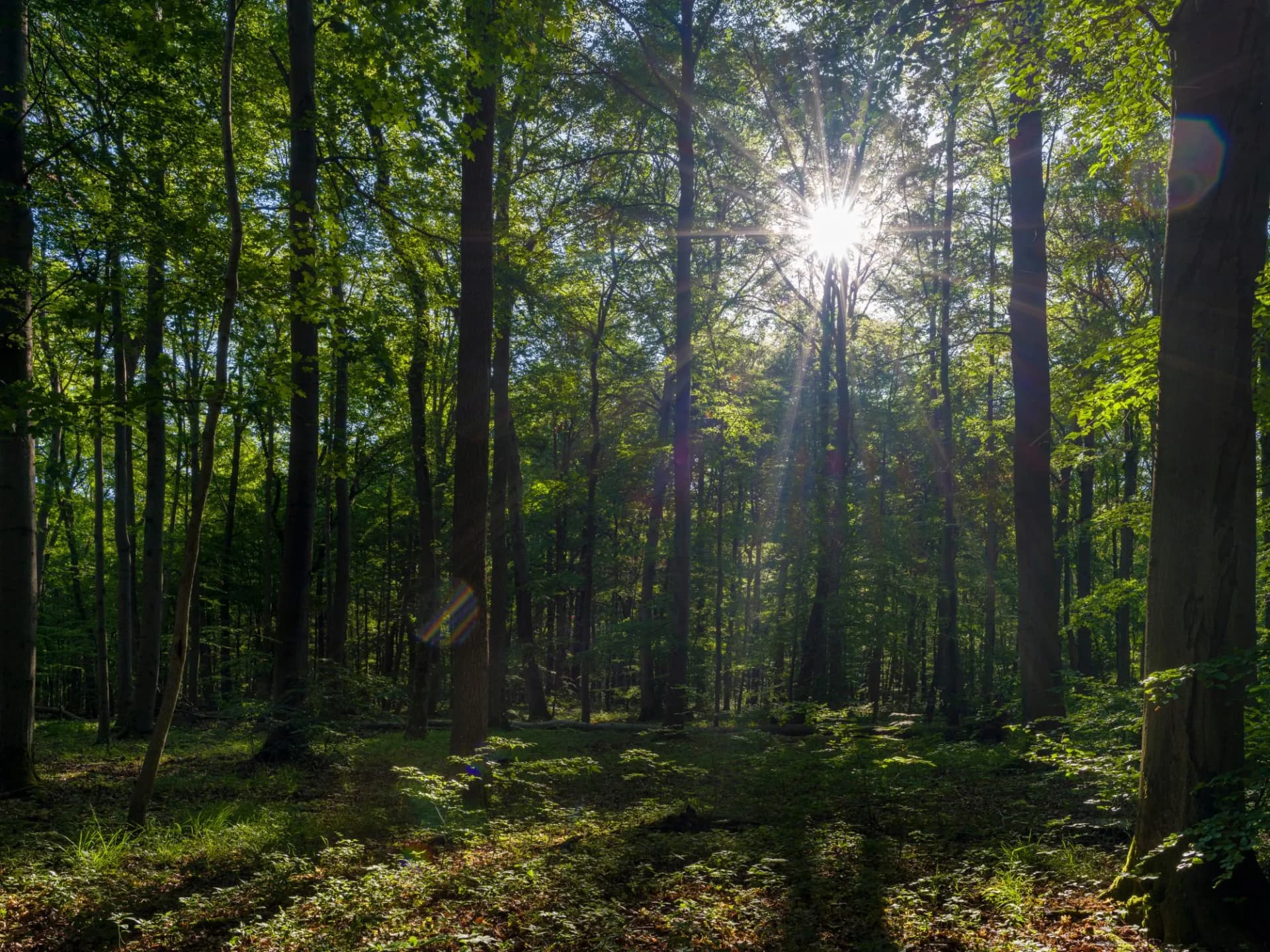 The Thuringian Forest Nature Park, part of the UNESCO World Heritage Site. Primeval Beech Forests of the Carpathians and the Ancient Beech Forests of Germany.