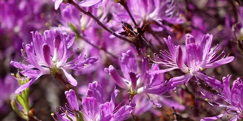 Rennsteiggarten purple flower