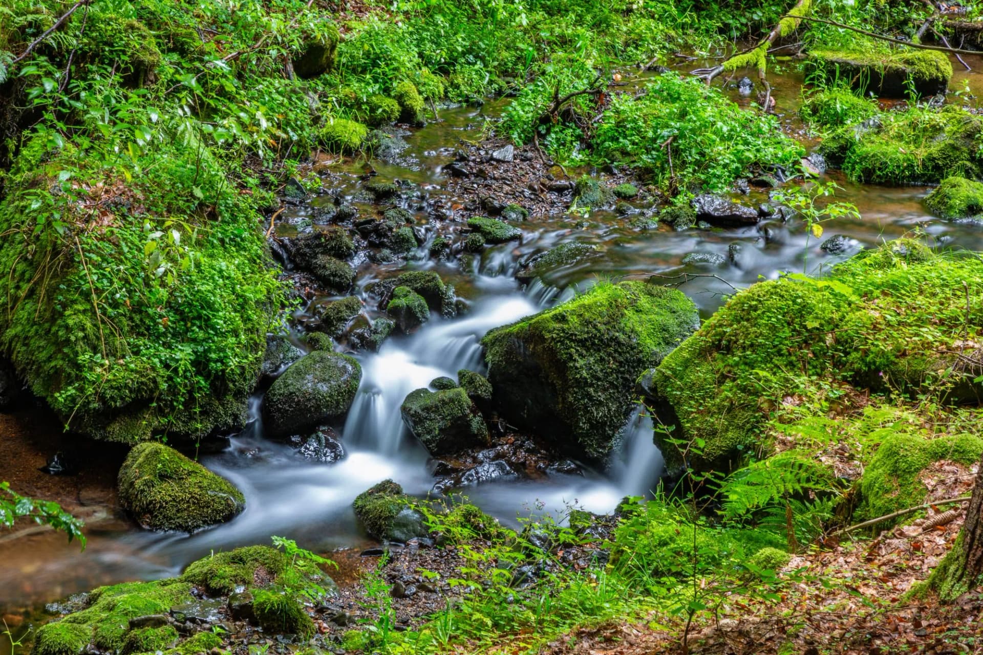 Thüringer Wald Vessertal Urwald Biosphärenreservat Suhl Vesser Bergbach