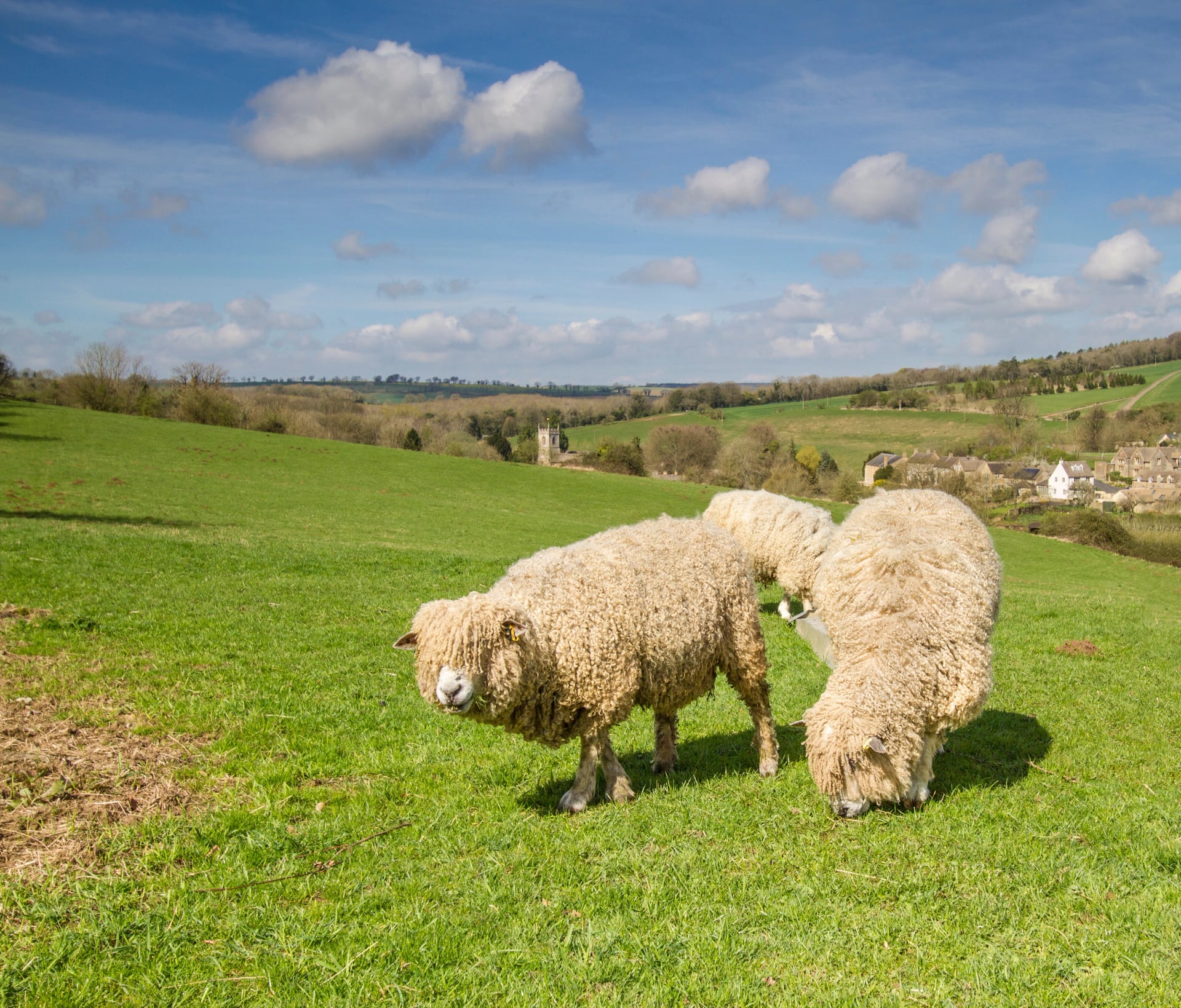 Cotswold Lion sheep with long curly fleeces grazing a hillside