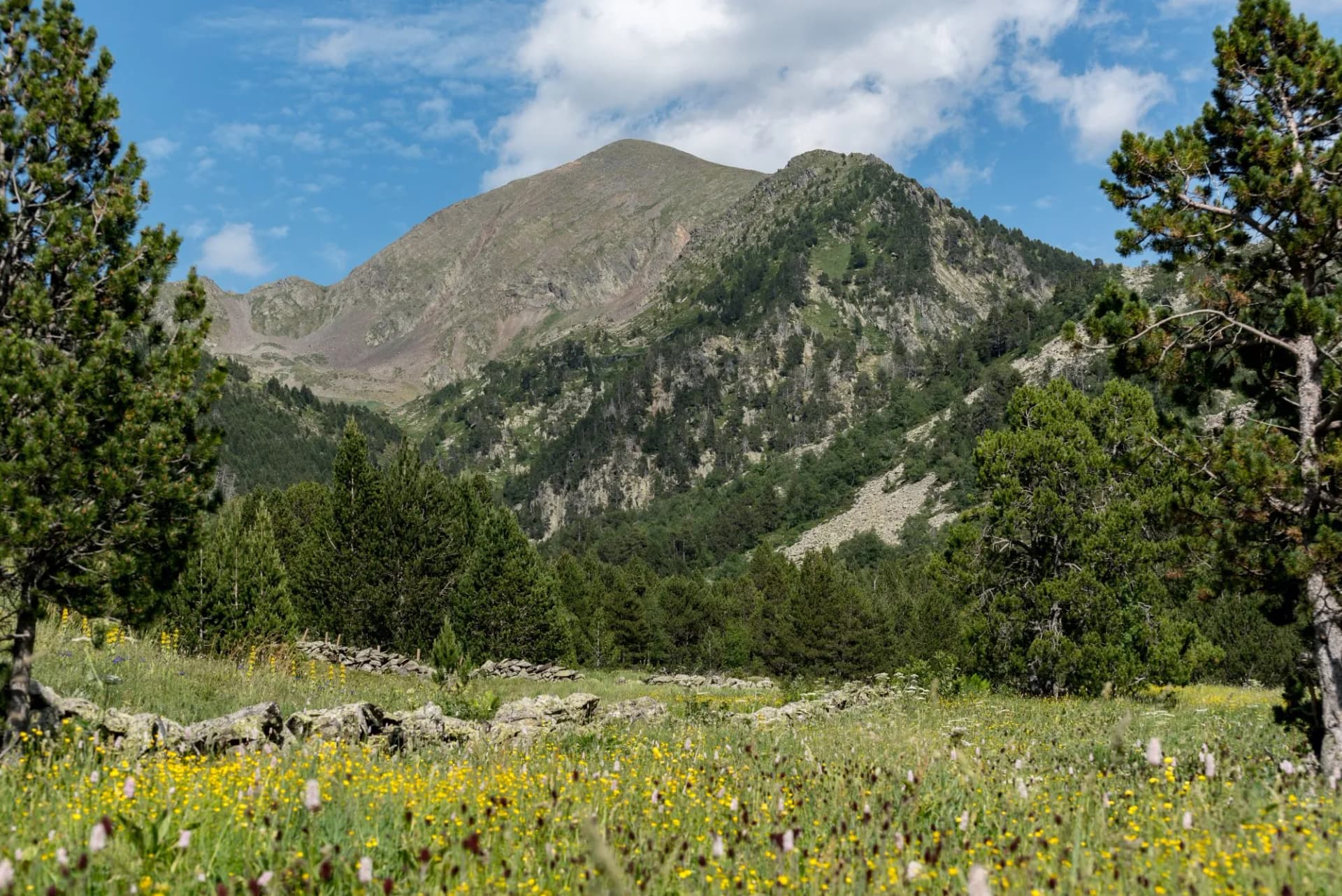 Mountain landscape with wildflower meadow, pine trees, and blue sky in Sorteny Valley.