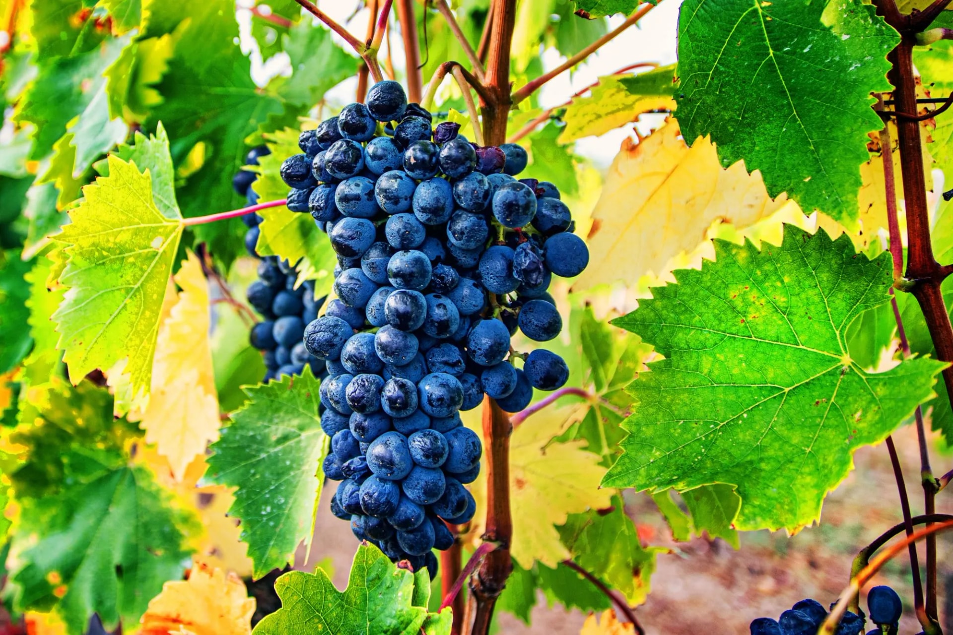 Sagrantino is an Italian grape variety that is indigenous to the region of Umbria in Central Italy. It is grown primarily in the village of Montefalco and the surrounding area.