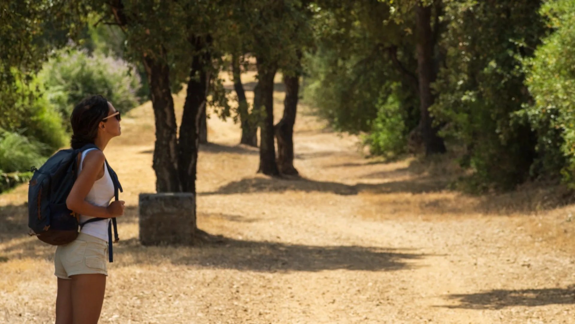 Olive groves