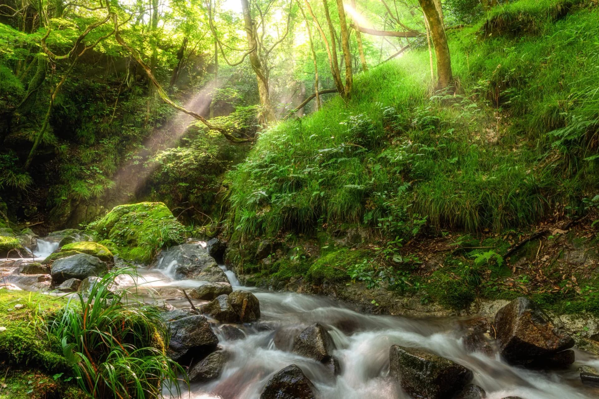 茨城県常陸太田市 早朝の横川の下滝