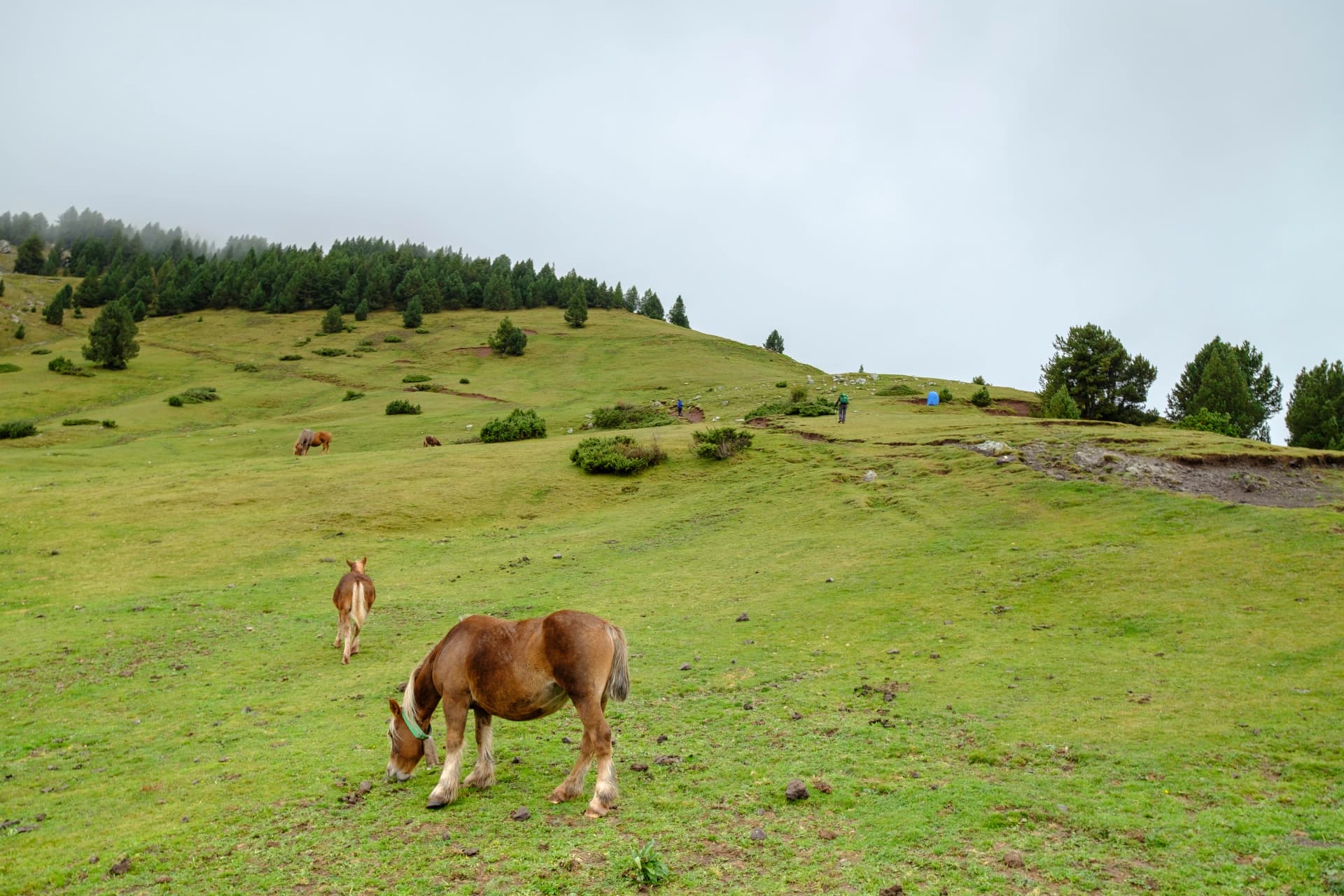 Prat d´Aguilo, sierra del Cadí, Parque Natural del Cadí-Moixeró , cordillera de los Pirineos, Lleida, Spain