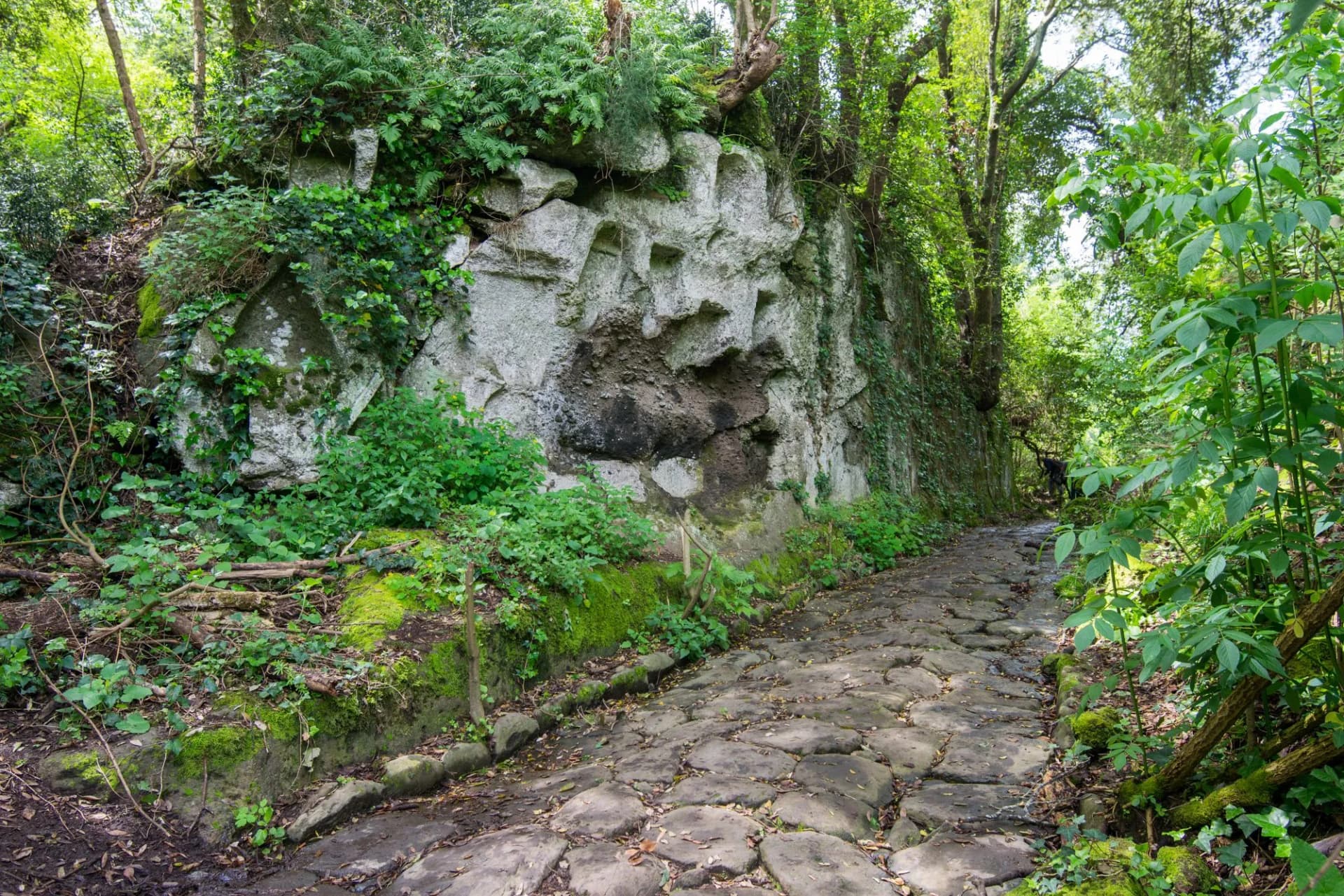 Cobblestone path winding through dense green forest next to a carved rock face in Parco di Veio.