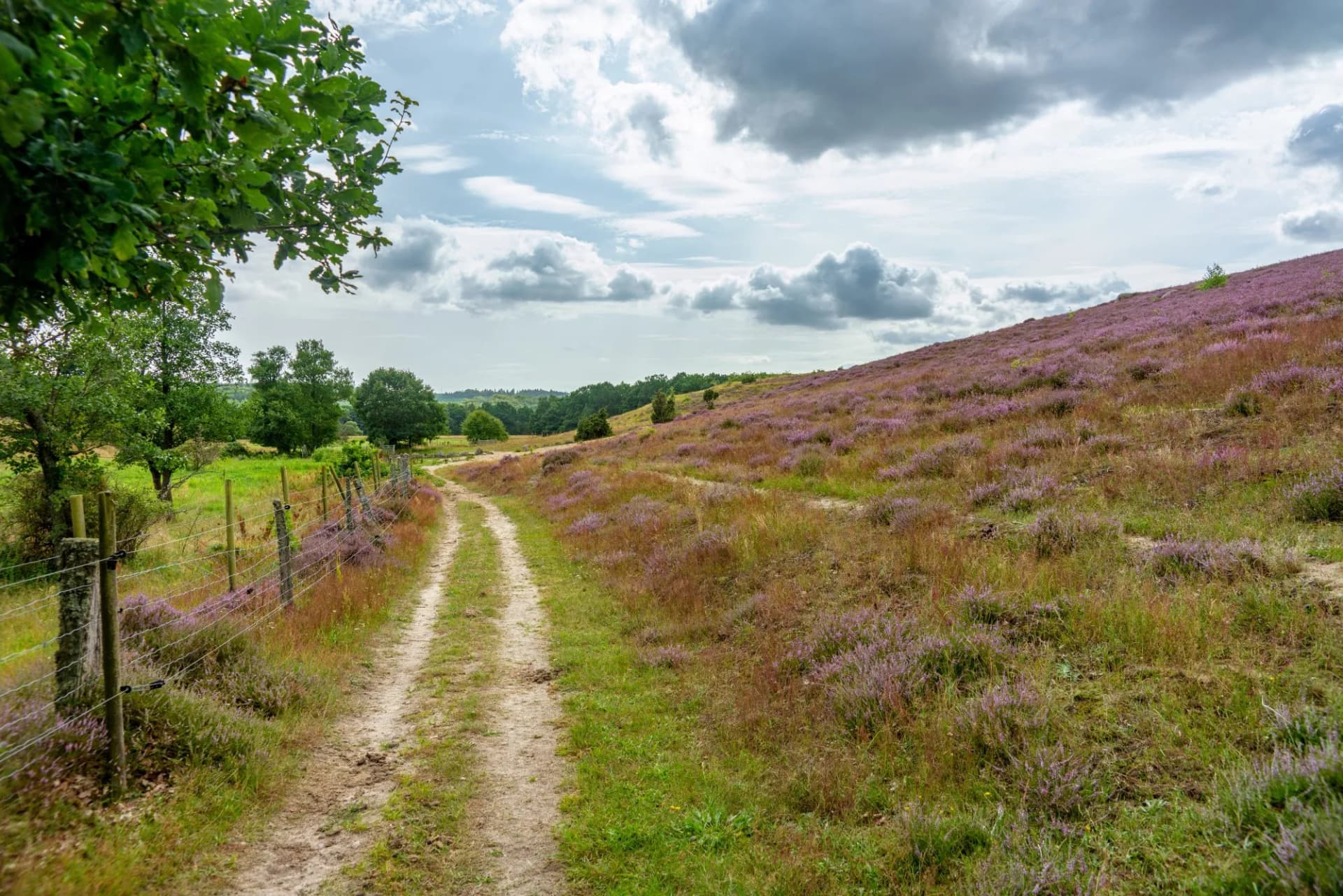 An Old path passing the pink hills of Brosarp in southern Sweden called Skane