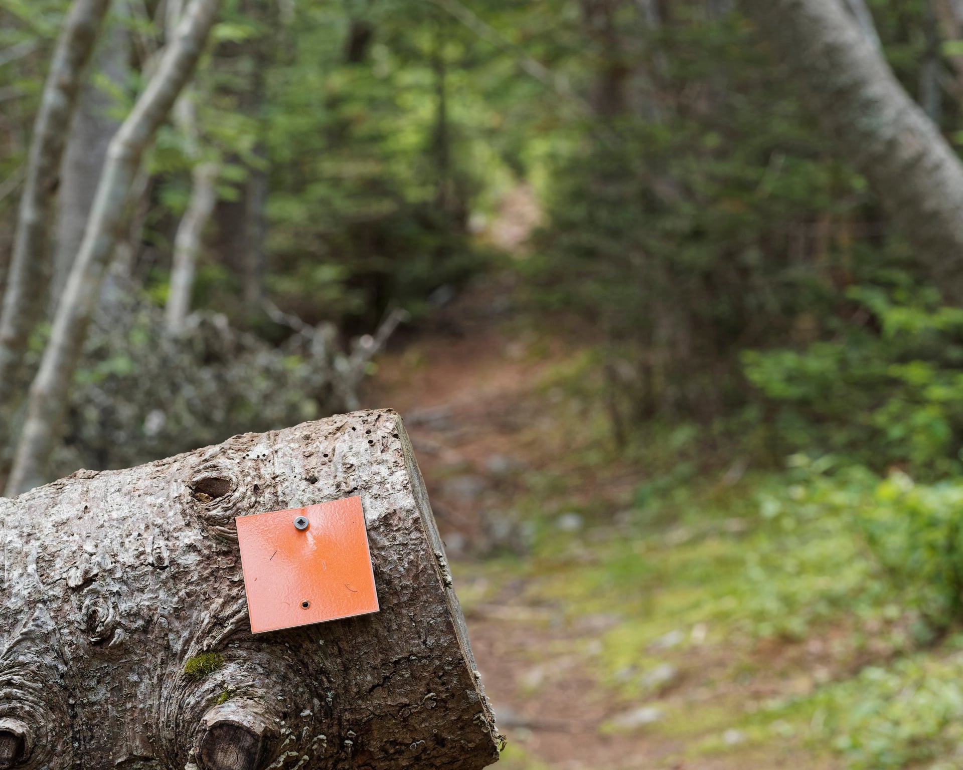 Colored trail markers providing direction and safety for hikers.