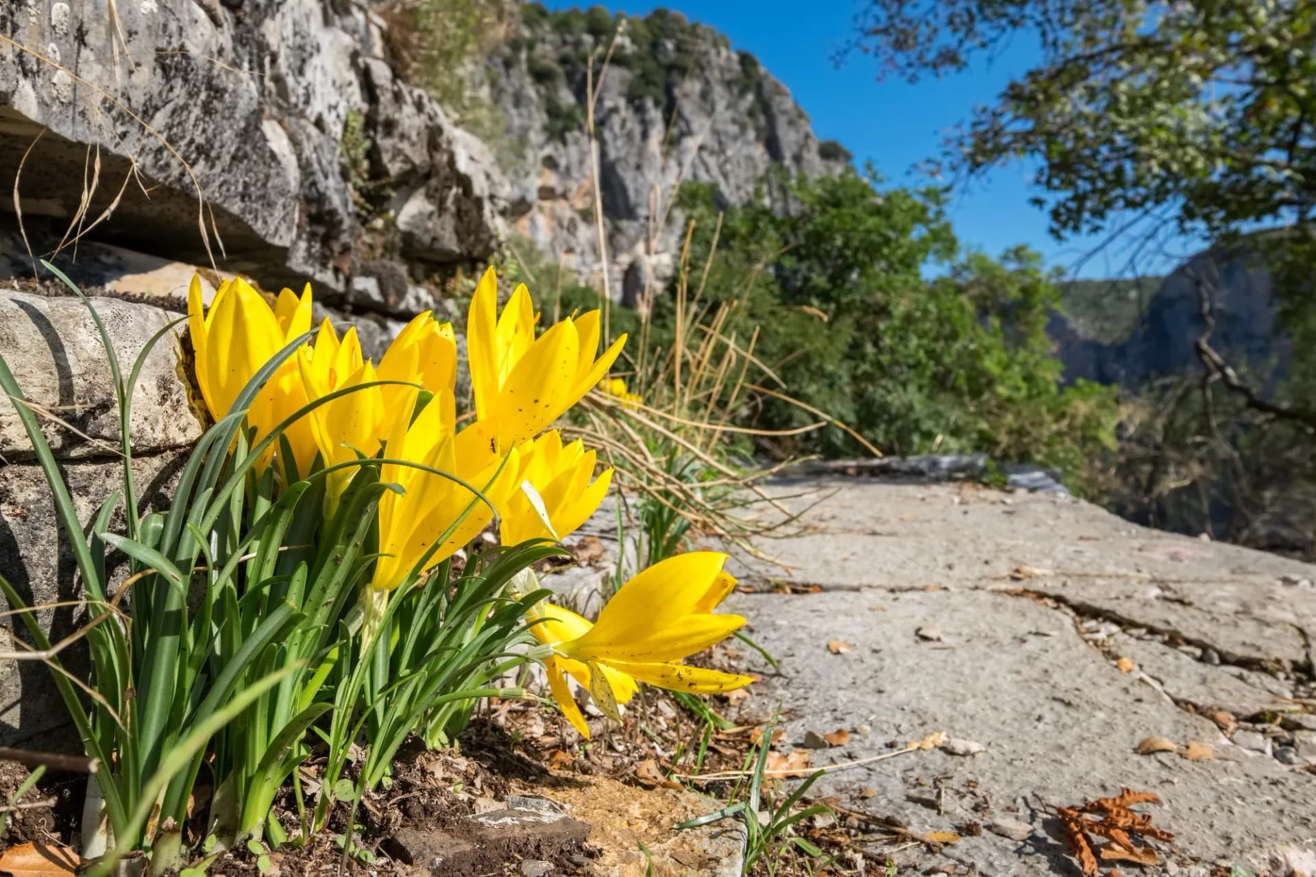 Yellow crocuses. Zagoria, Epirus, Greece