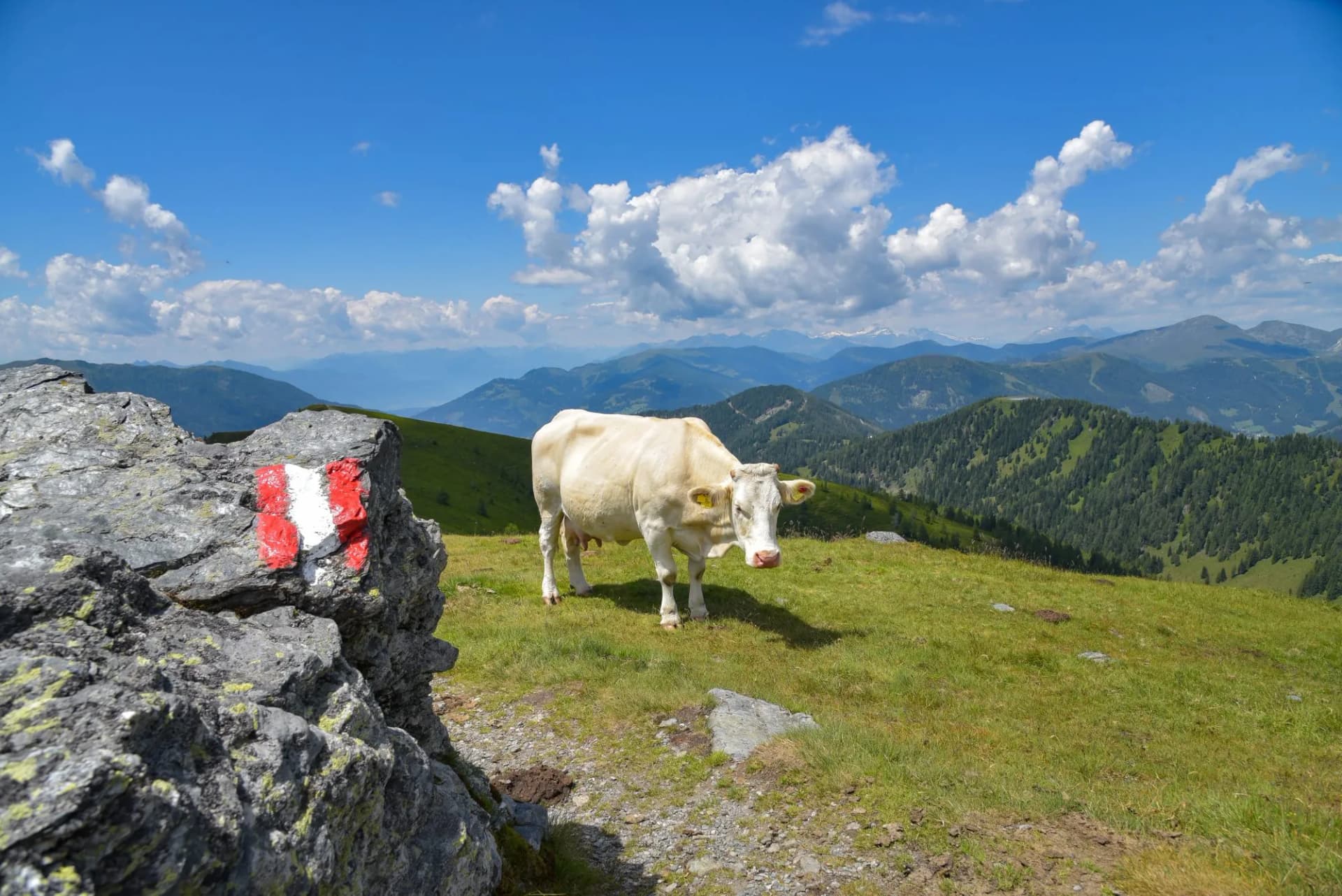 White cow grazing on grassy mountain pasture near trail marker, alpine background.