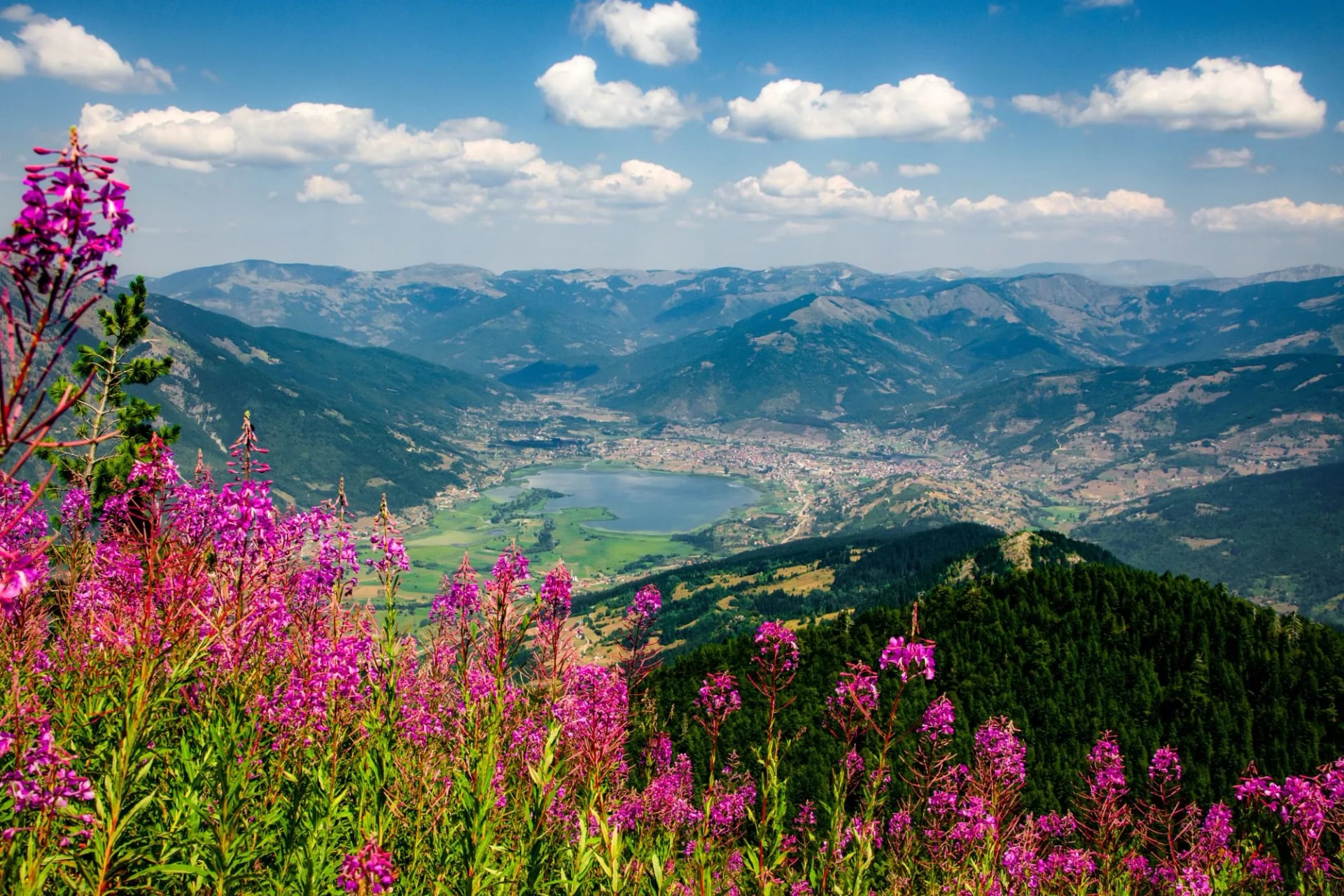 Wilde bloemen in Vusanje, Montenegro, met uitzicht op een vallei, meer en verre bergen onder een blauwe lucht.