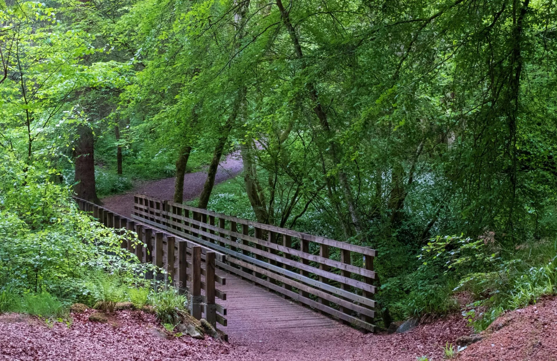 A wooden boardwalk climbing through dense green woodland