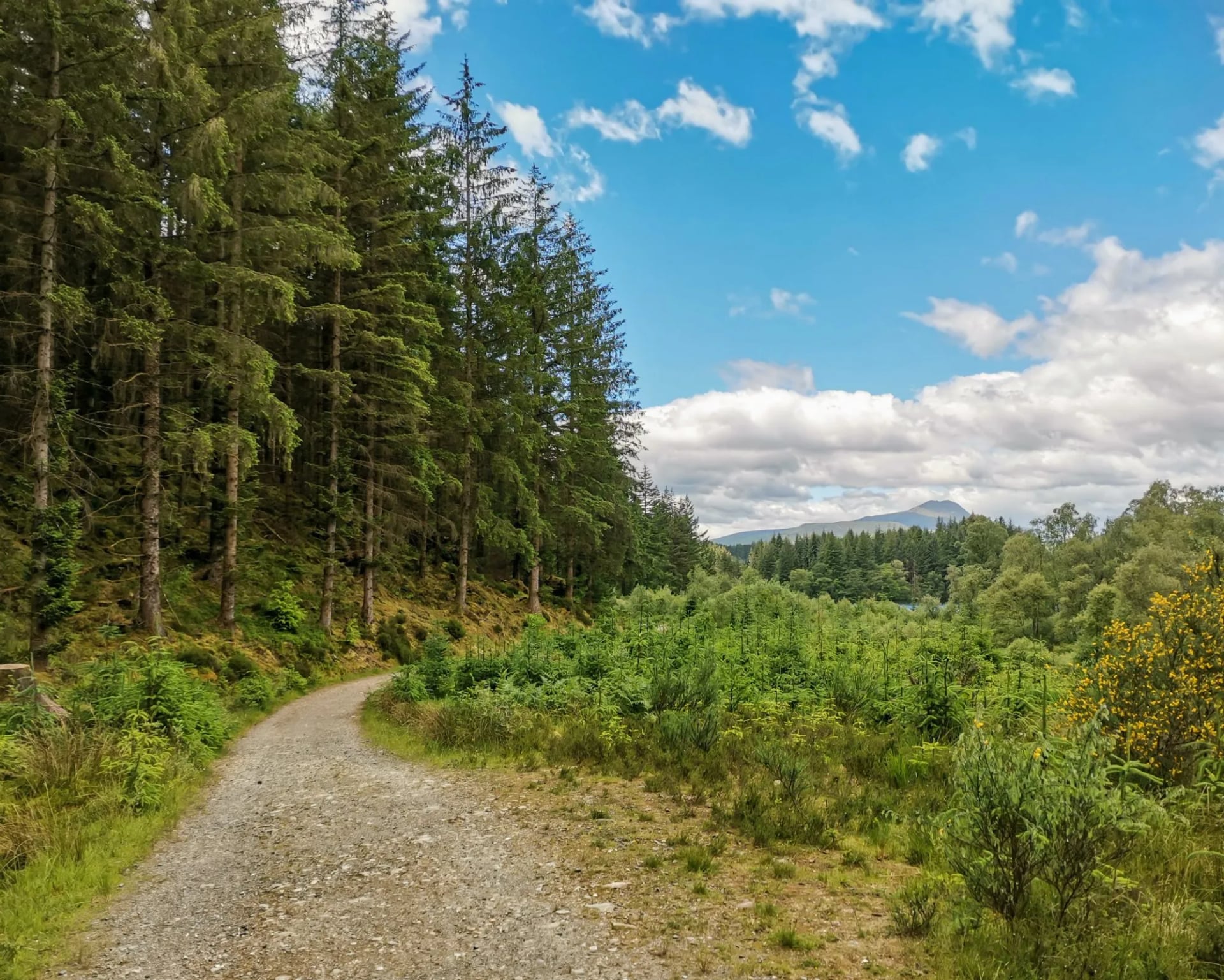 A forest track running between conifers towards open hills