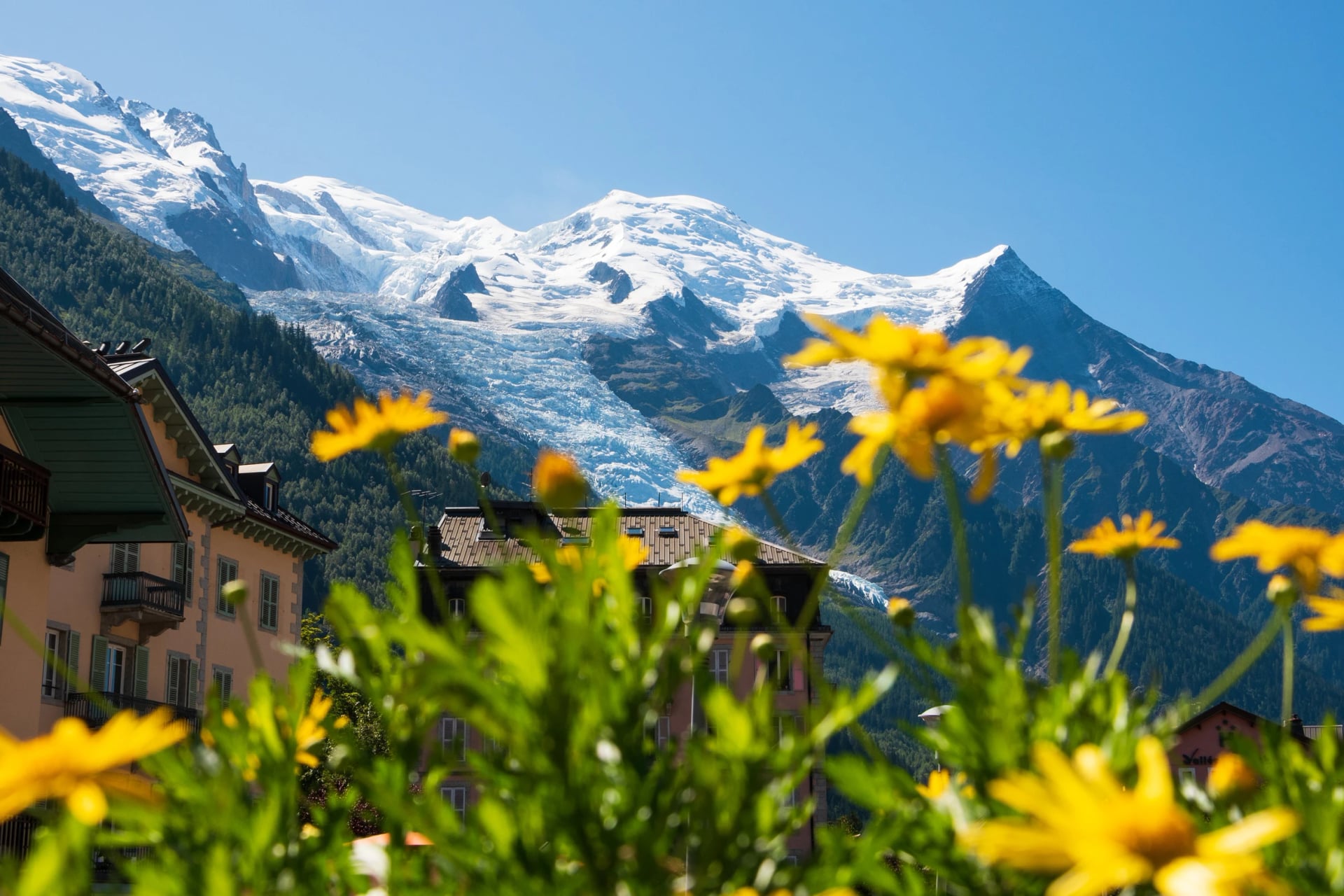 Chamonix-Mont-Blanc, Francie. Krásná alpská krajina se sněhem pokrytým Mont Blancem v létě skrze rozmazané žluté květiny na balkóně chaty. Haute-Savoie relaxační dovolená.