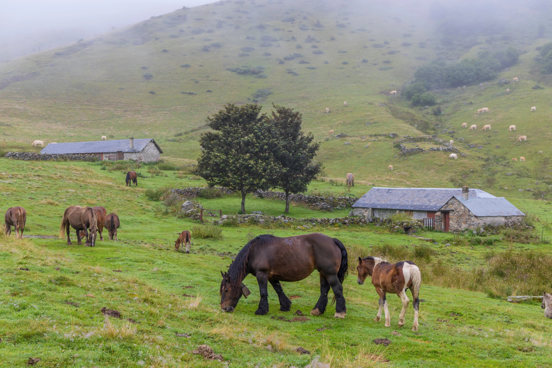 Horses and cows grazing in a misty Pyrenees mountain pasture with stone farm buildings in Spain.