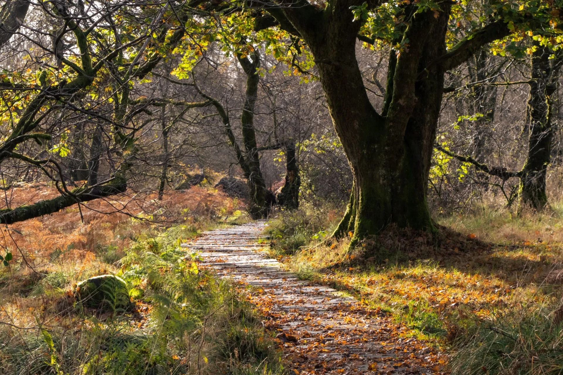 Forest trail Scotland Hihland Way