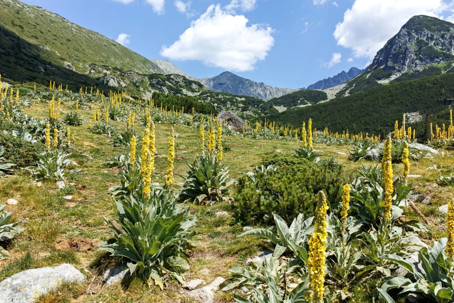 Landscape of Pirin Mountain mountain near Begovitsa hut, Bulgaria